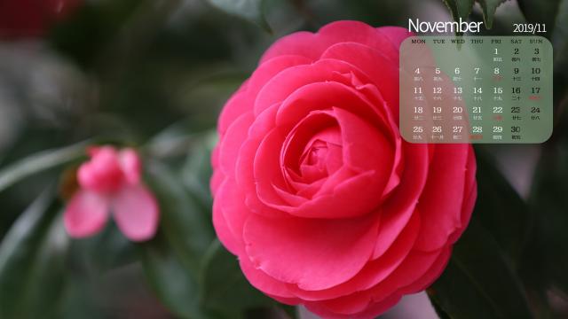 2019年11月代表花之山茶花日历