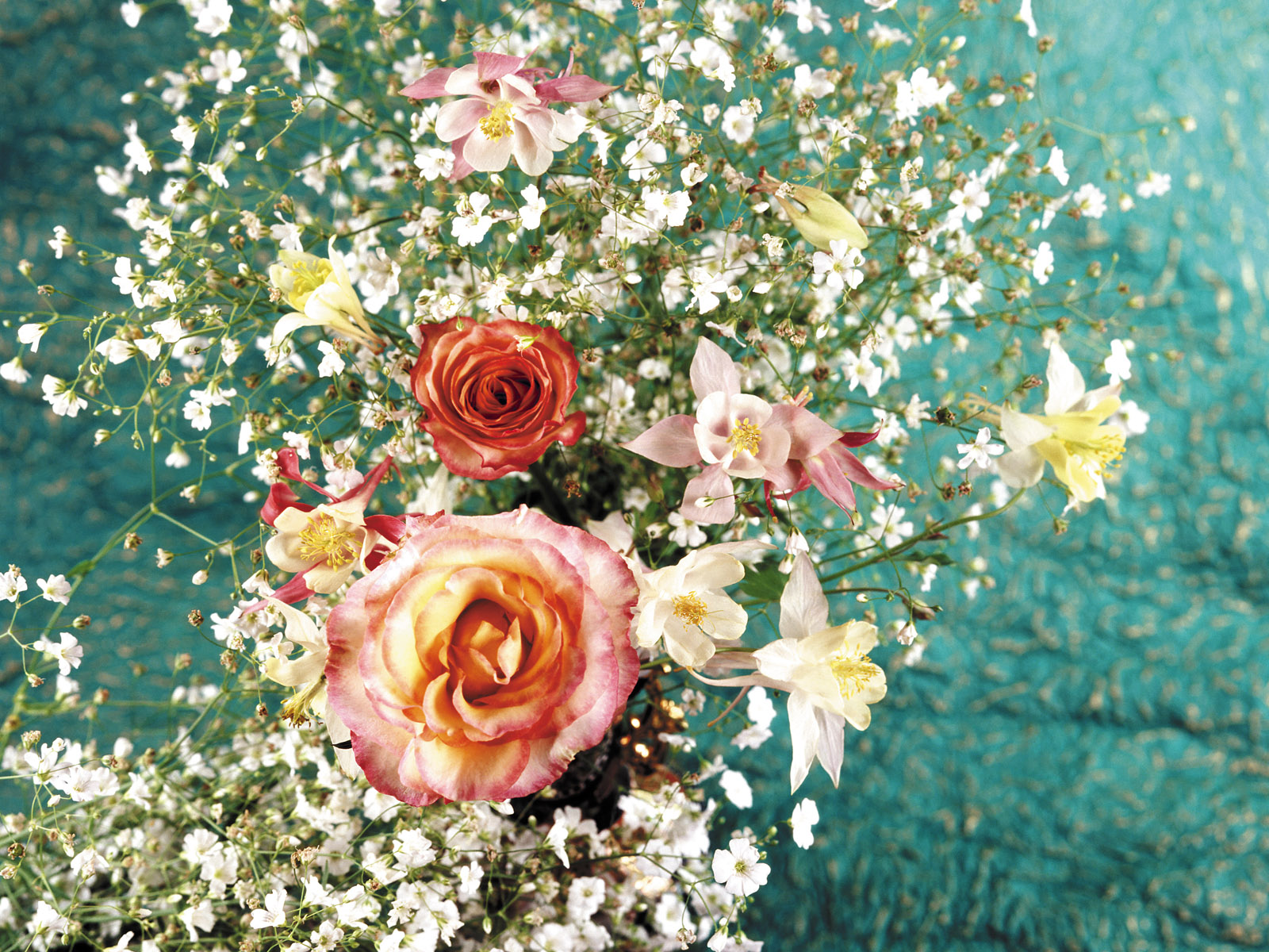 壁纸,花卉,擦花,高清,宽屏