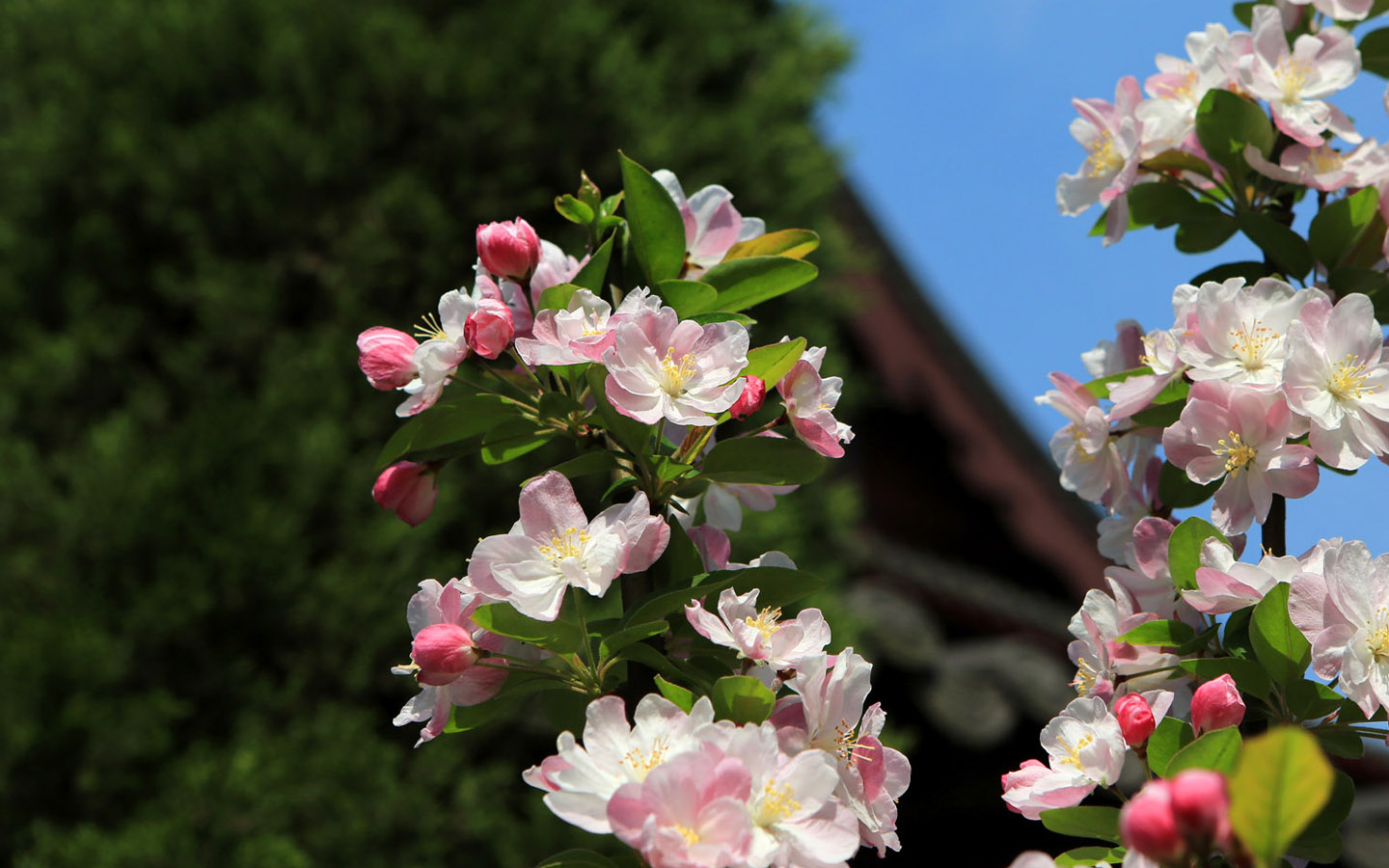 壁纸,高清,宽屏,钱王祠