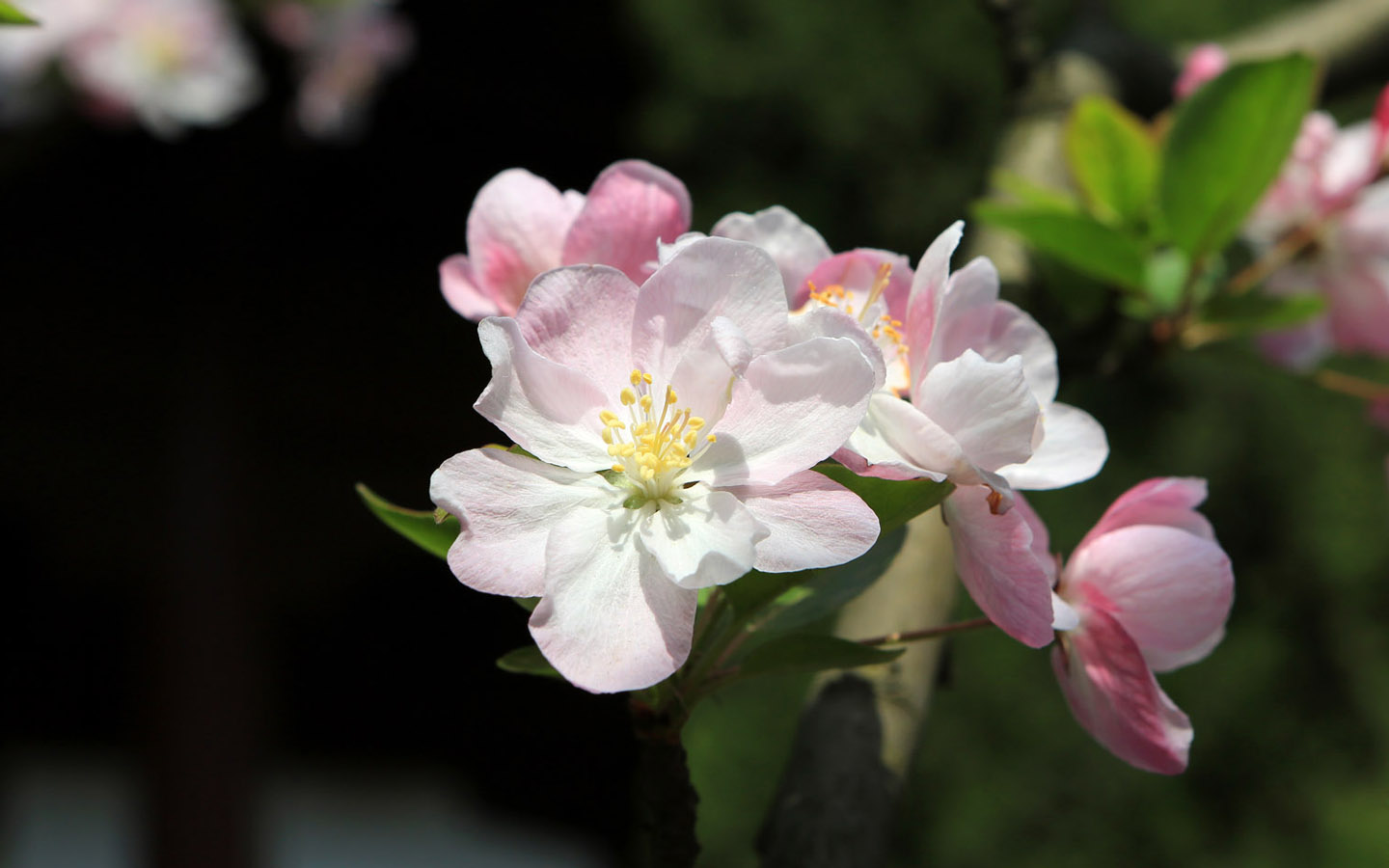 壁纸,高清,宽屏,钱王祠