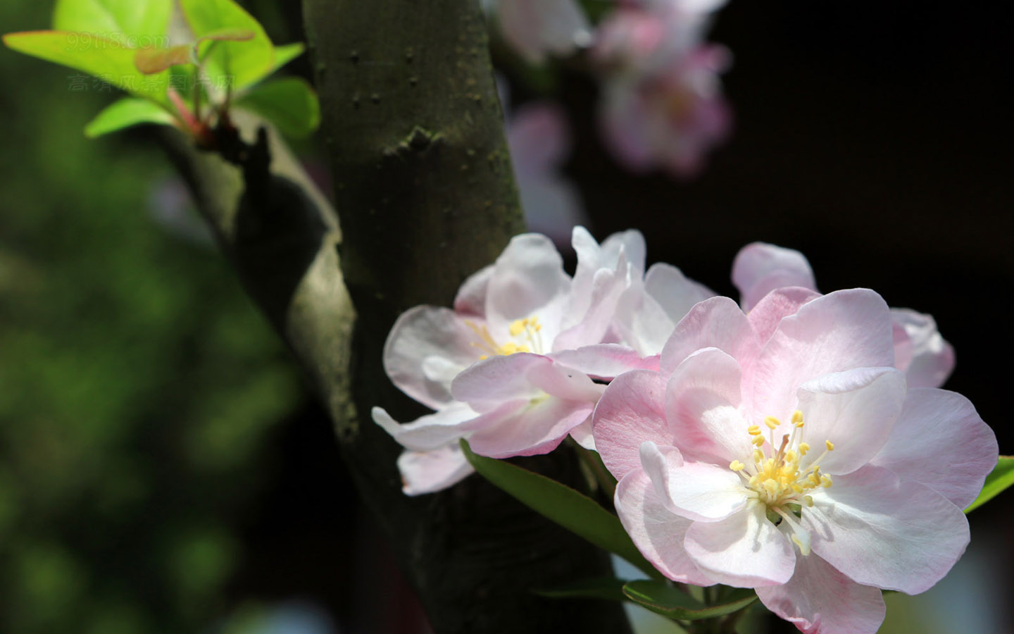 壁纸,高清,宽屏,钱王祠