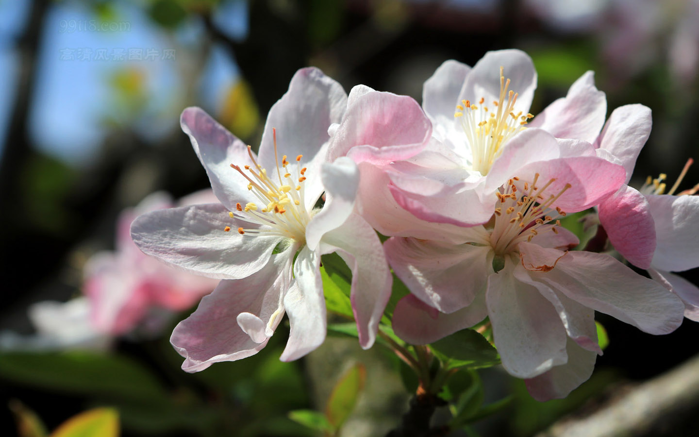 壁纸,高清,宽屏,钱王祠