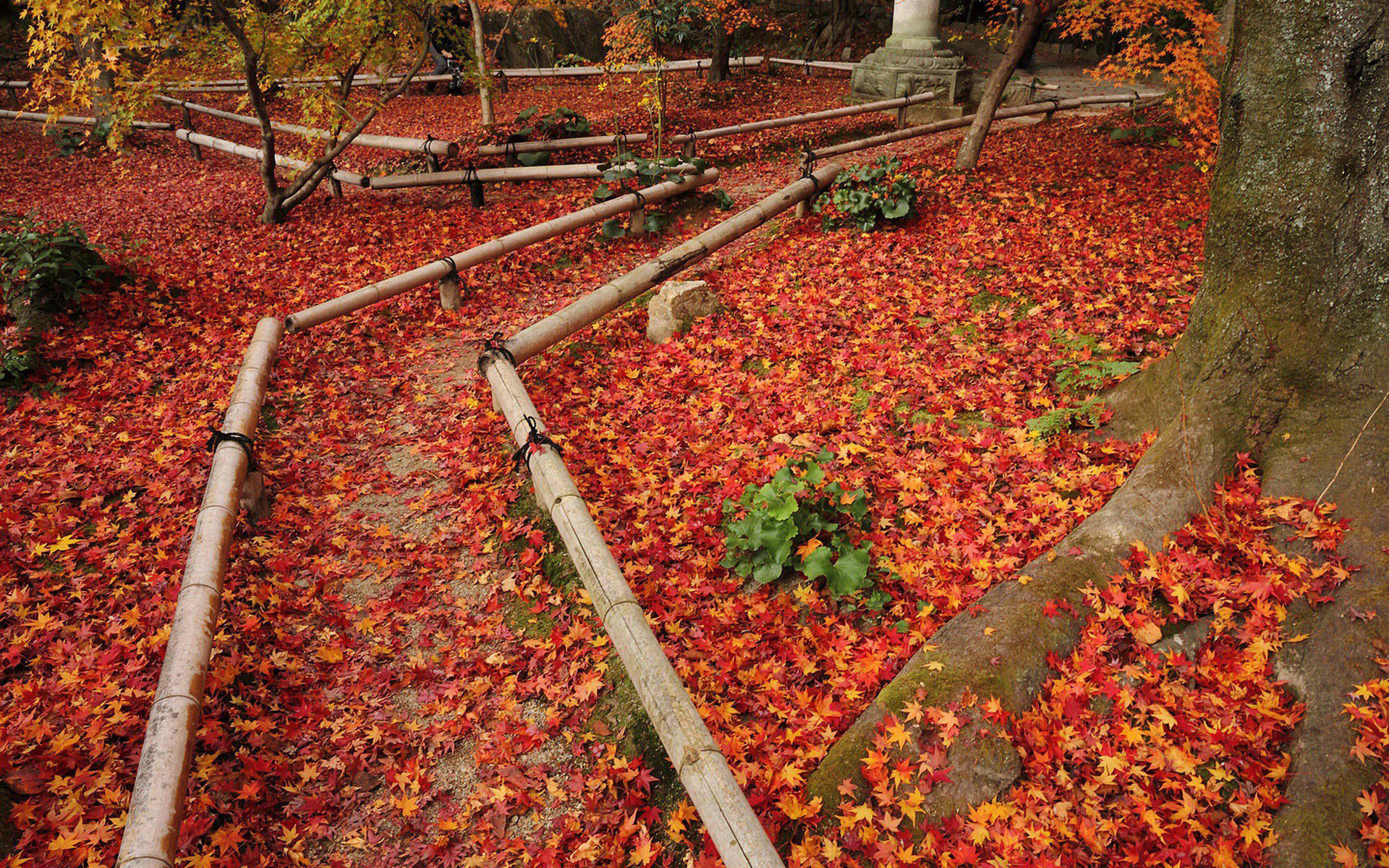 壁纸,高清,宽屏,树叶,红叶,枫叶,大自然