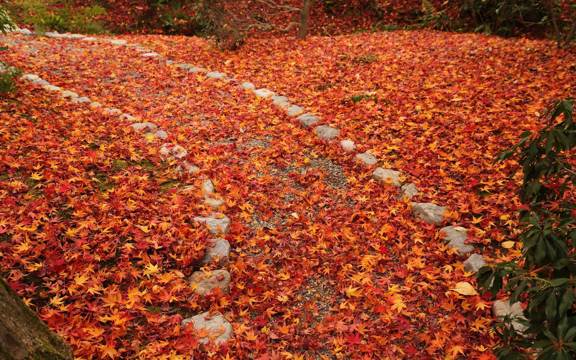 壁纸,高清,宽屏,树叶,红叶,枫叶,大自然