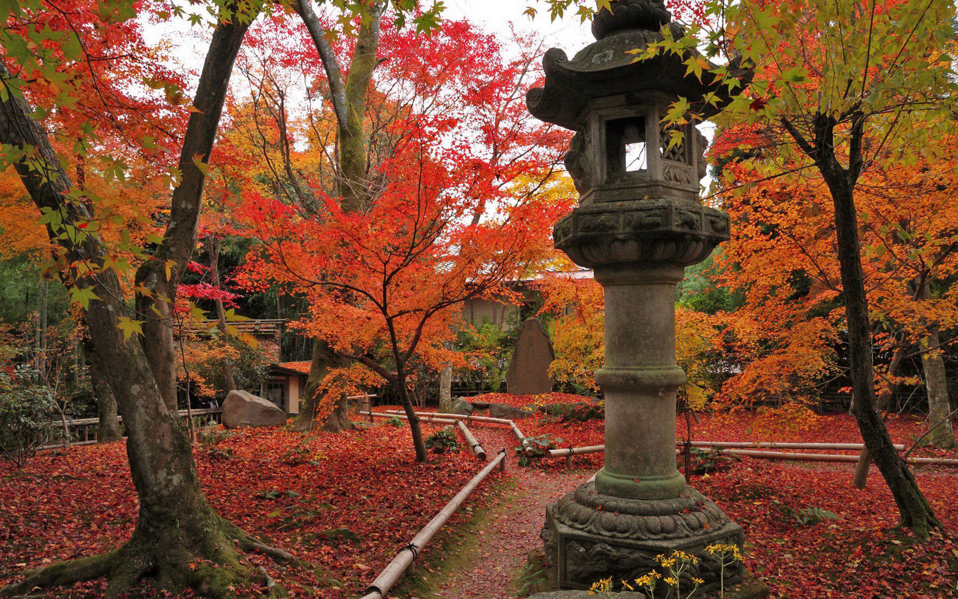 壁纸,高清,宽屏,树叶,红叶,枫叶,大自然