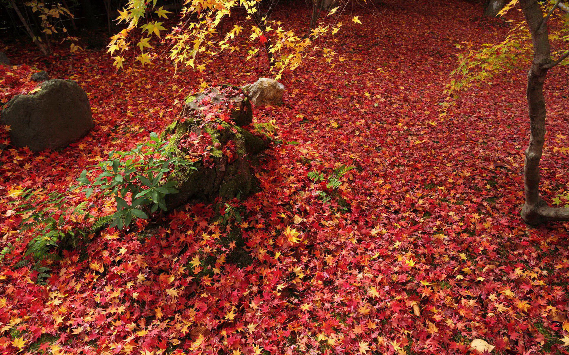 壁纸,高清,宽屏,树叶,红叶,枫叶,大自然