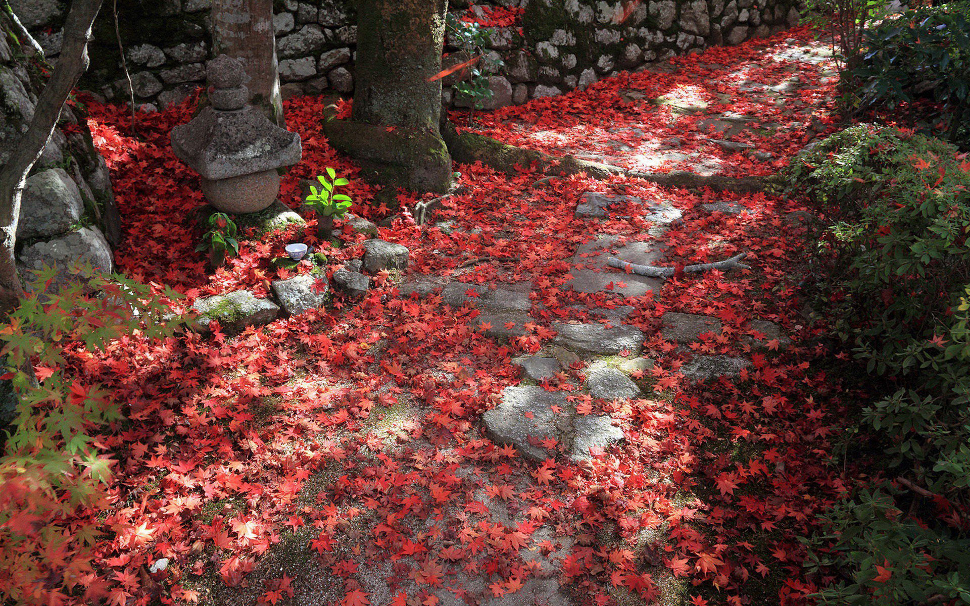 壁纸,高清,宽屏,树叶,红叶,枫叶,大自然