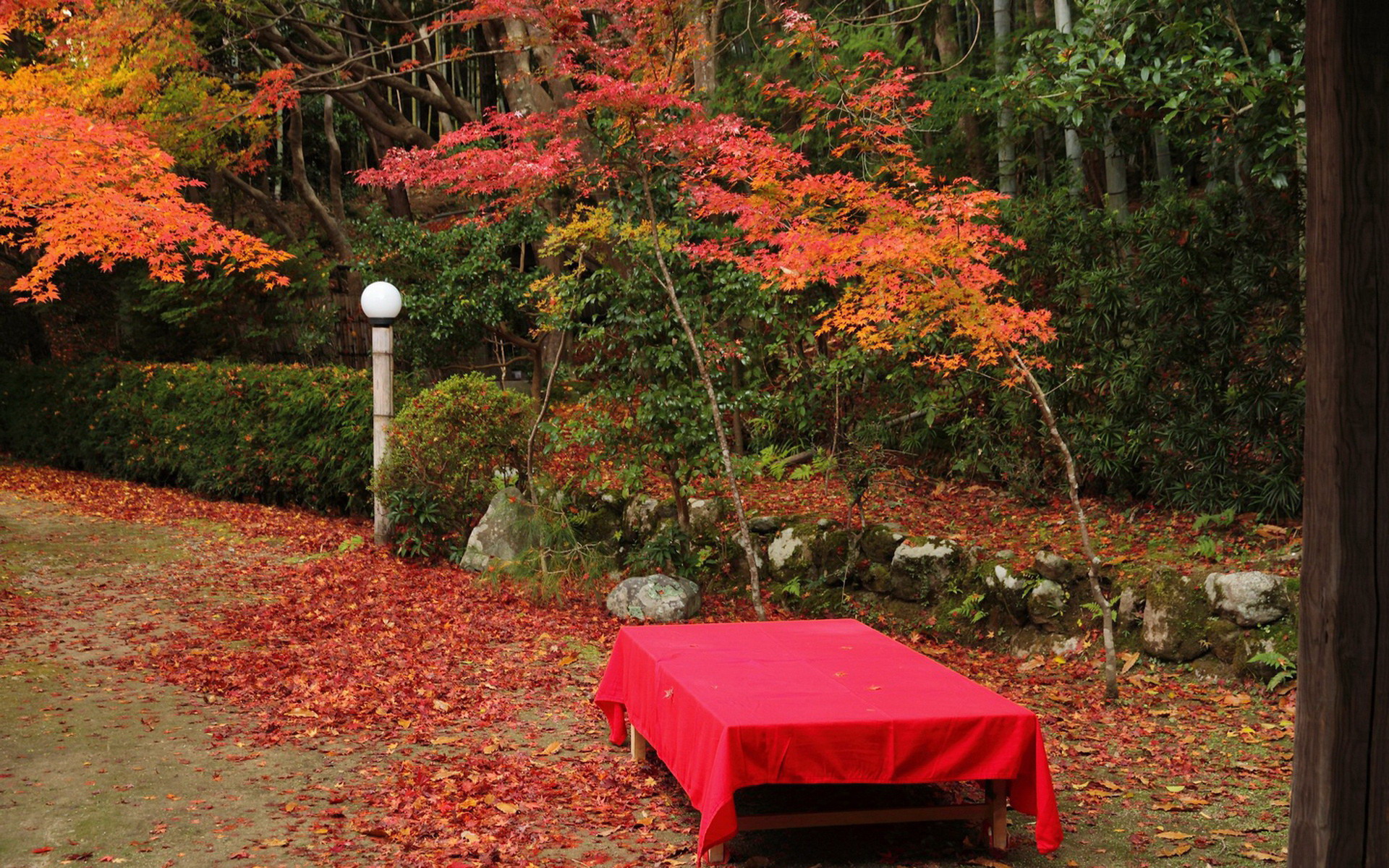 壁纸,高清,宽屏,树叶,红叶,枫叶,大自然