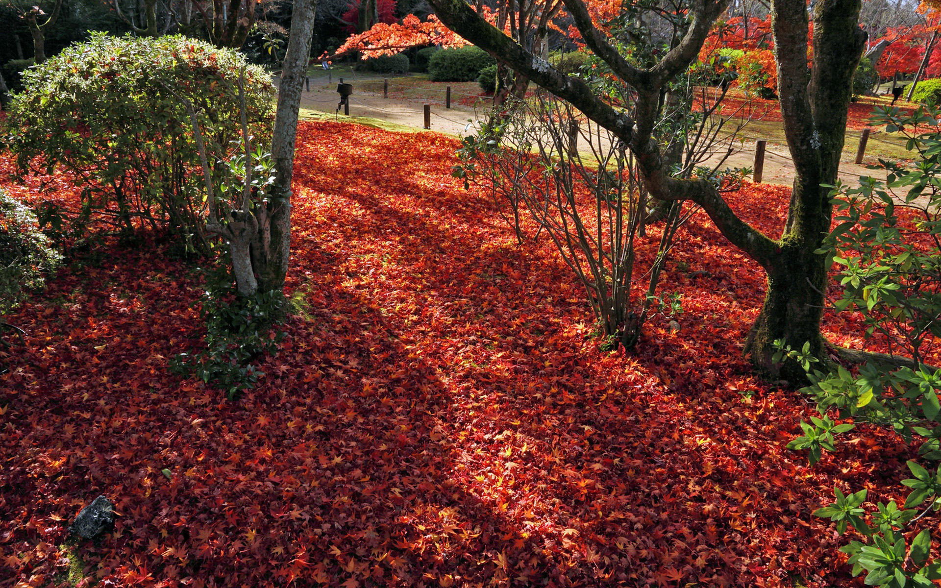 壁纸,高清,宽屏,树叶,红叶,枫叶,大自然