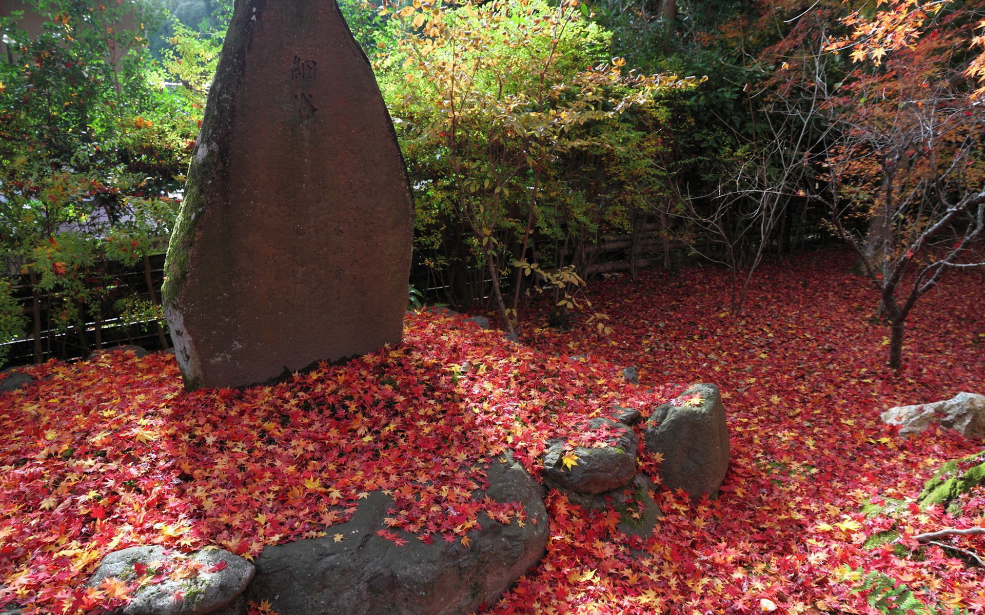 壁纸,高清,宽屏,树叶,红叶,枫叶,大自然