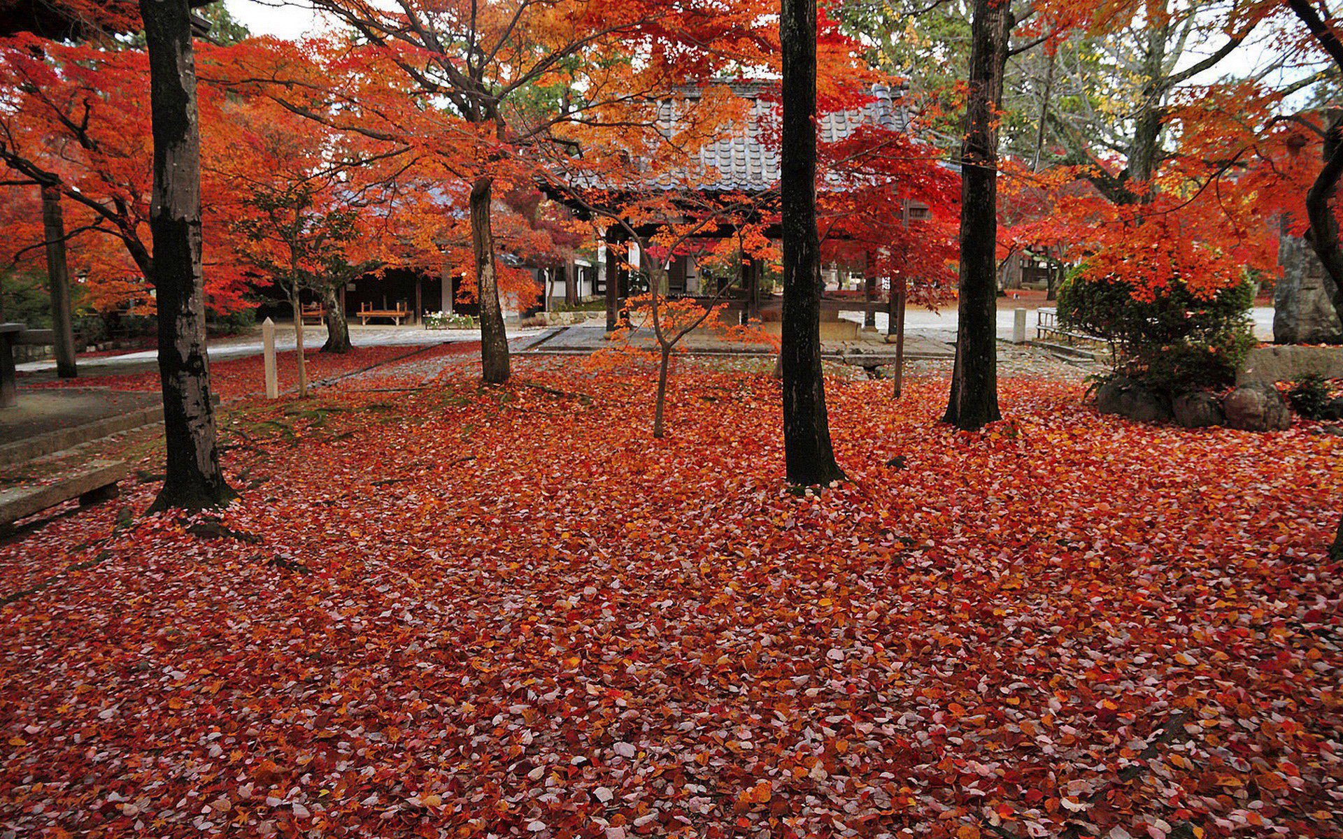 壁纸,高清,宽屏,树叶,红叶,枫叶,大自然