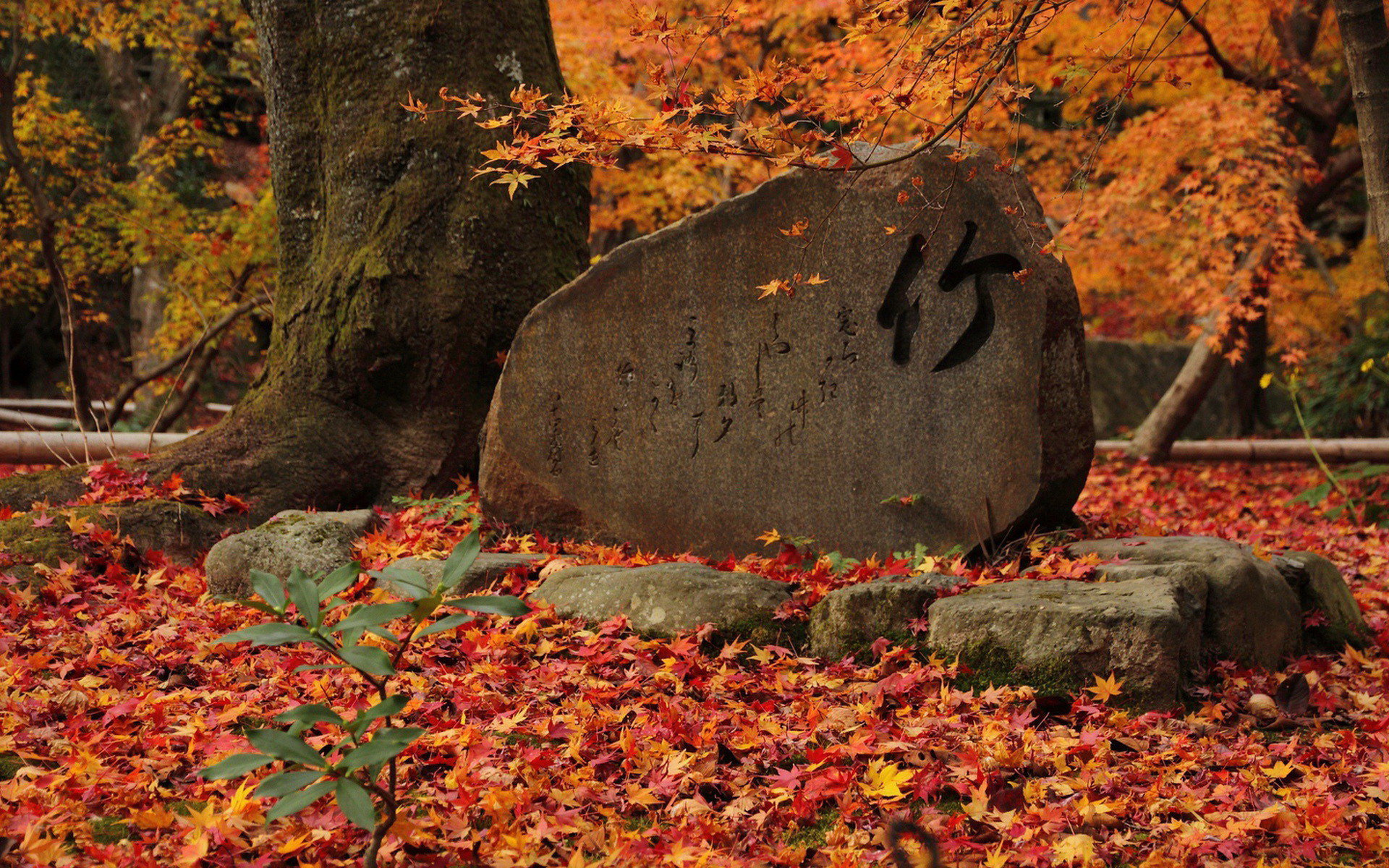 壁纸,高清,宽屏,树叶,红叶,枫叶,大自然