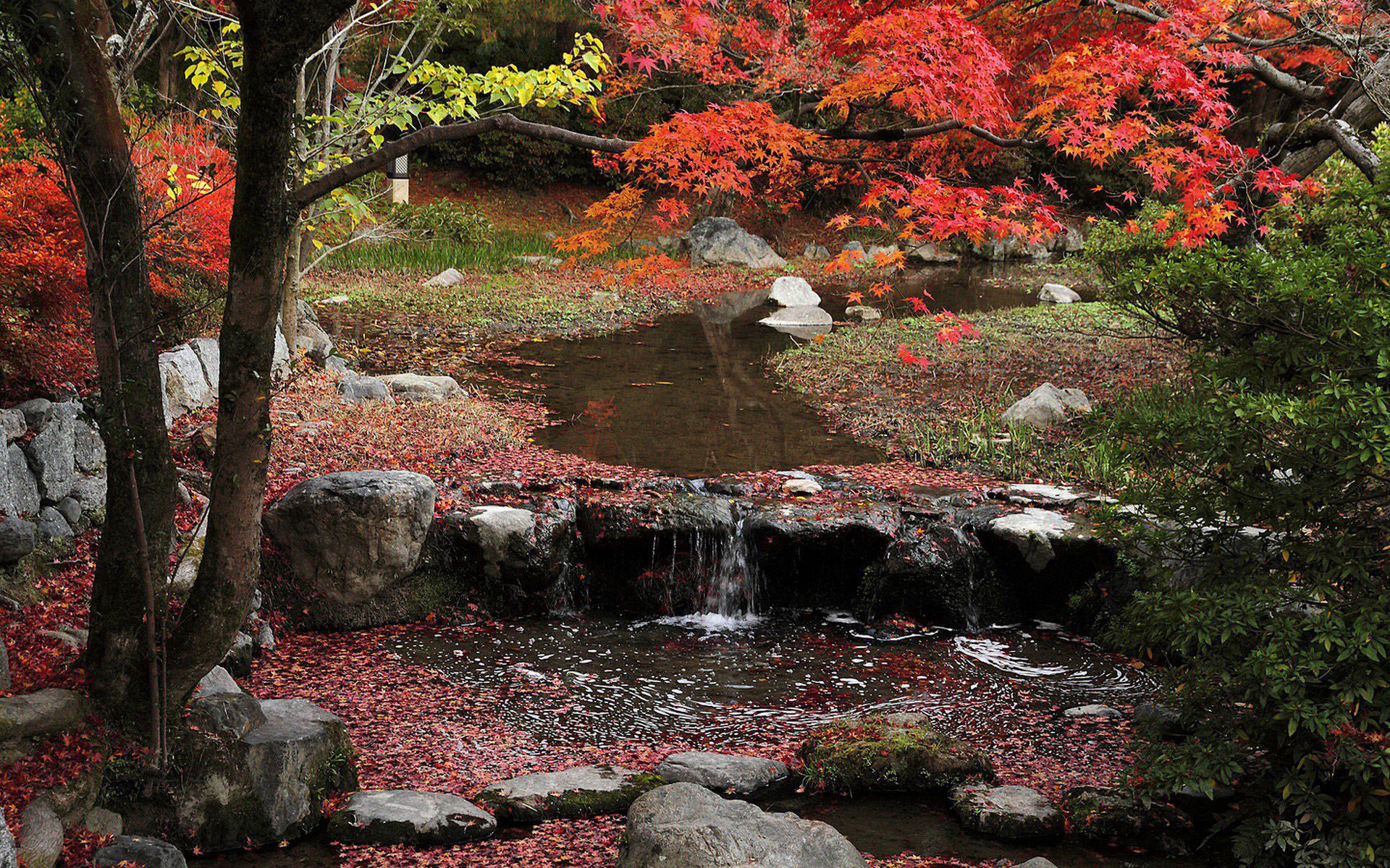 壁纸,高清,宽屏,树叶,红叶,枫叶,大自然