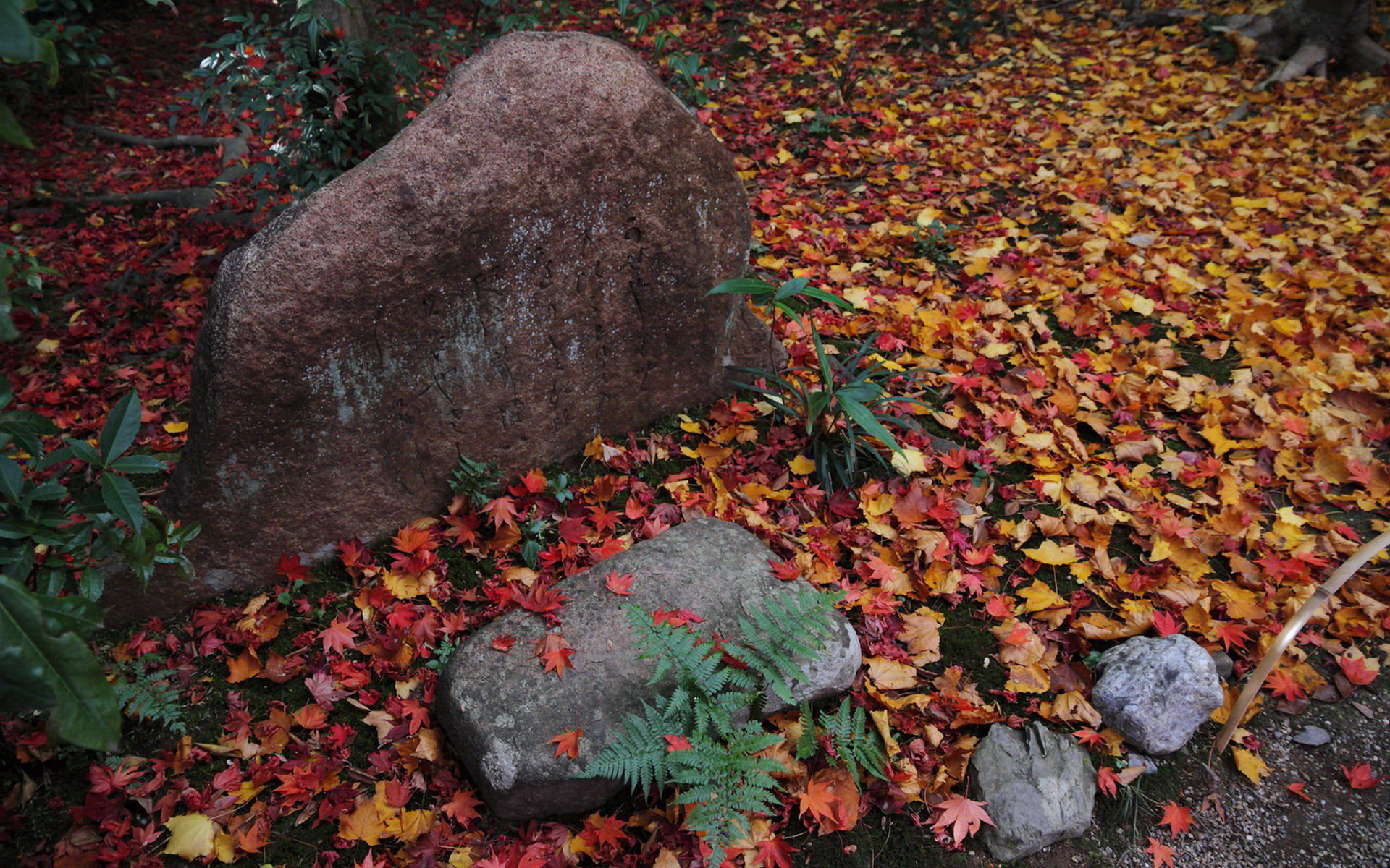 壁纸,高清,宽屏,树叶,红叶,枫叶,大自然