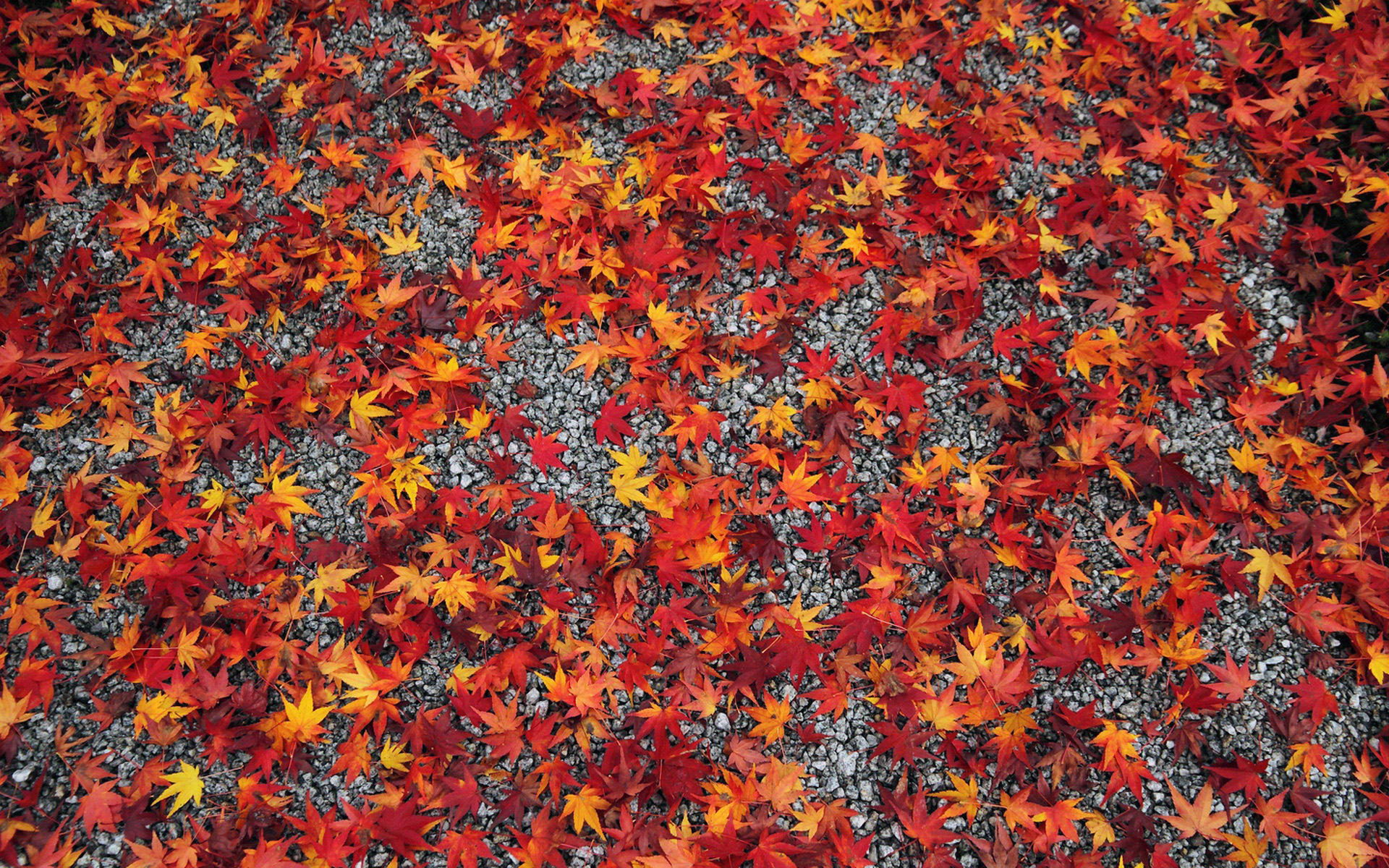 壁纸,高清,宽屏,树叶,红叶,枫叶,大自然