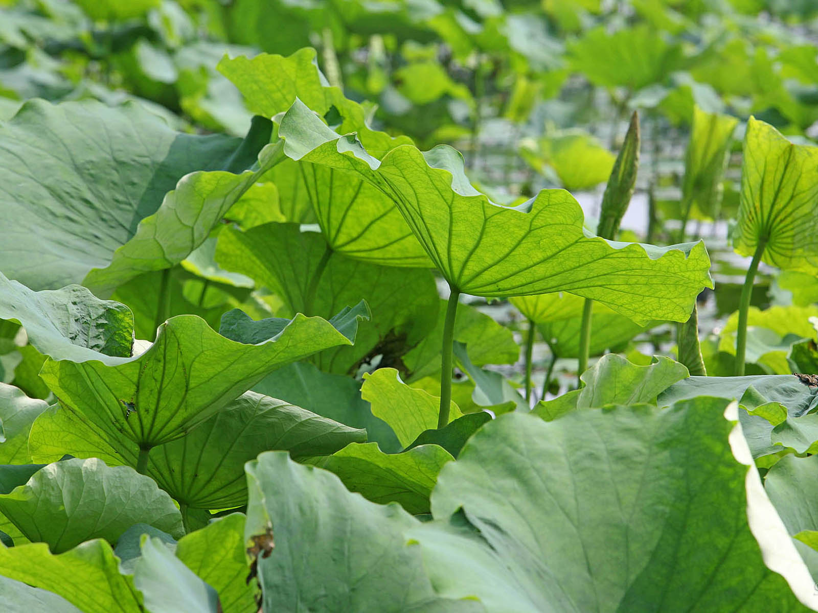 壁纸,高清,宽屏,西湖荷花,花卉,大自然