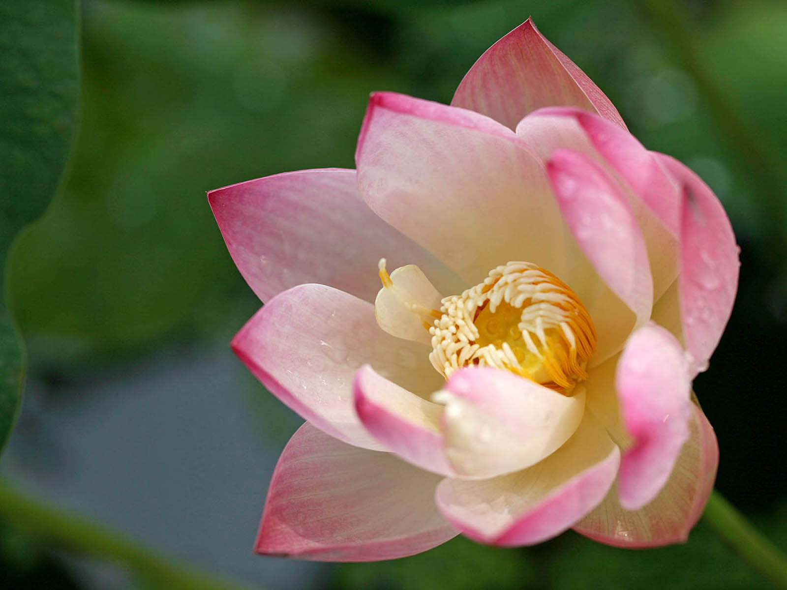 壁纸,高清,宽屏,西湖荷花,花卉,大自然