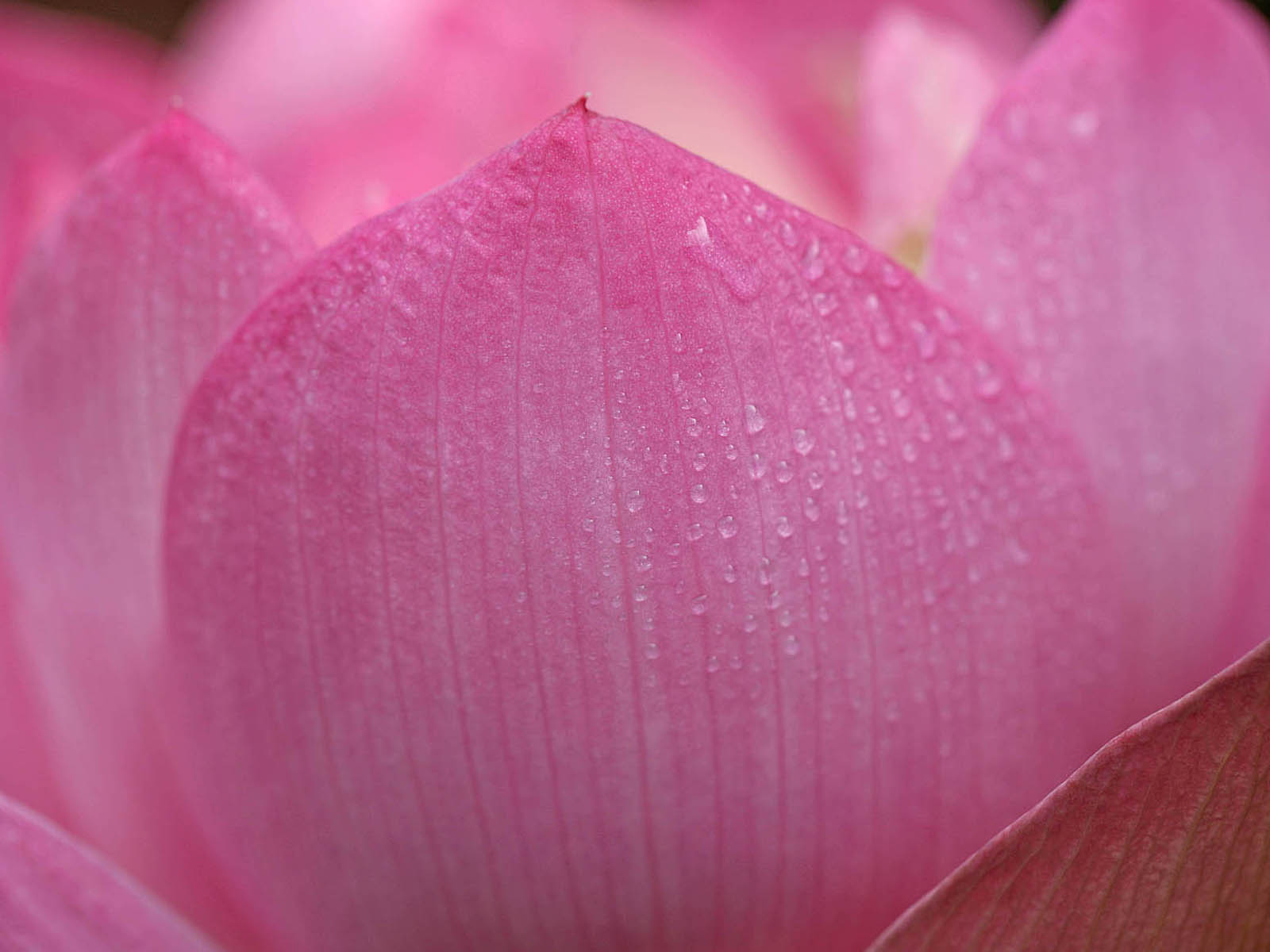 壁纸,高清,宽屏,西湖荷花,花卉,大自然