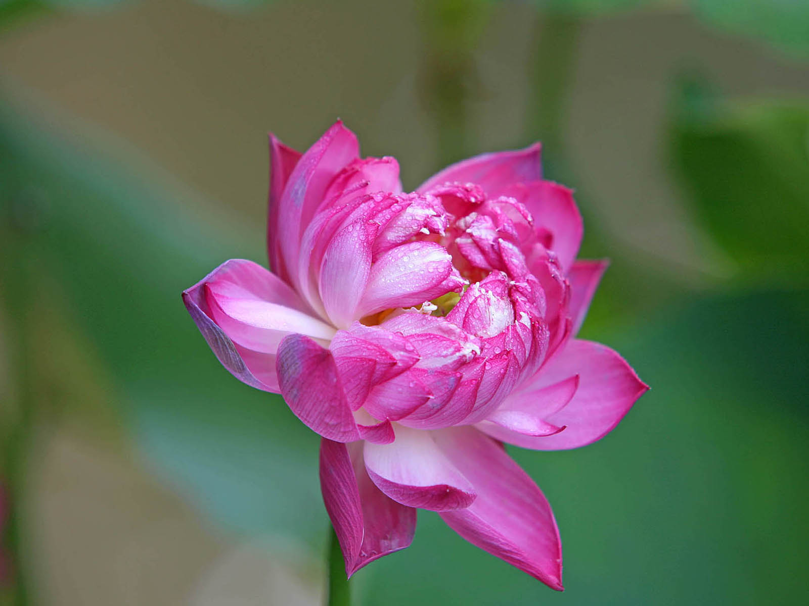 壁纸,高清,宽屏,西湖荷花,花卉,大自然