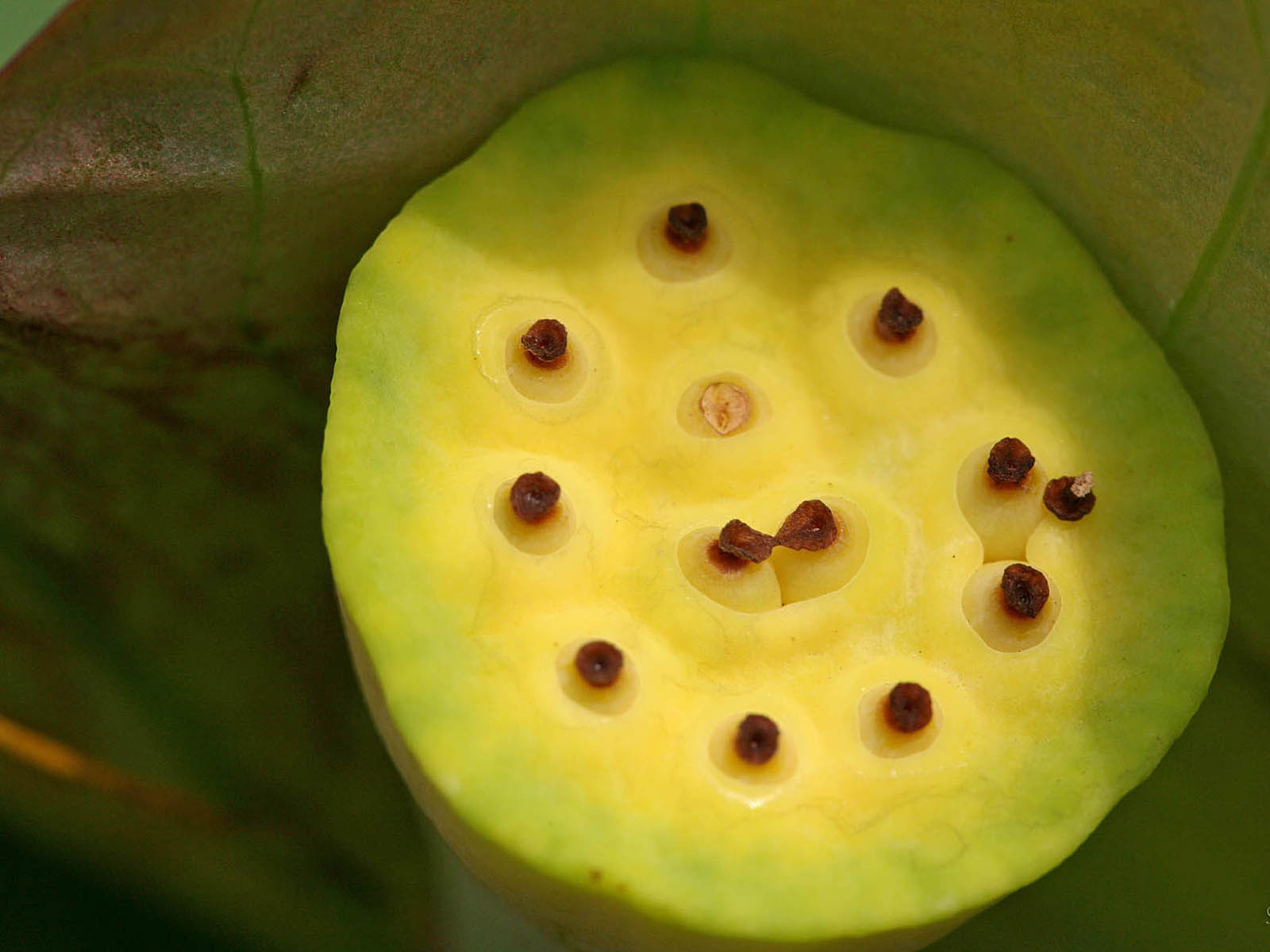 壁纸,高清,宽屏,西湖荷花,花卉,大自然