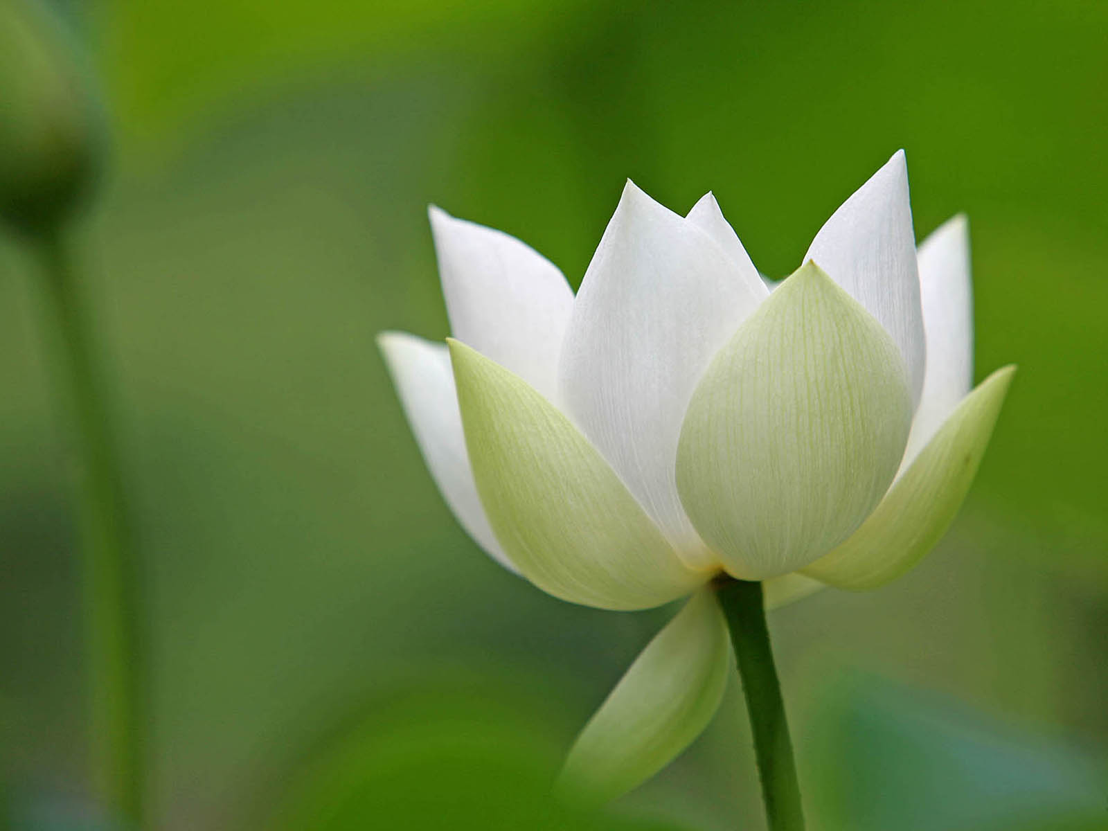 壁纸,高清,宽屏,西湖荷花,花卉,大自然