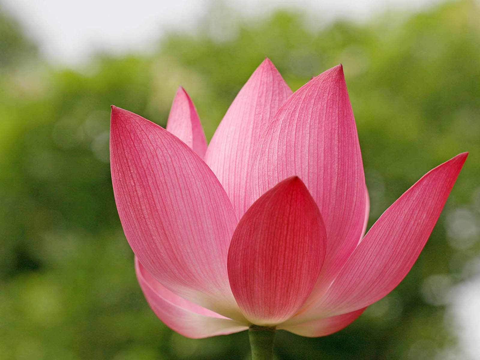 壁纸,高清,宽屏,西湖荷花,花卉,大自然