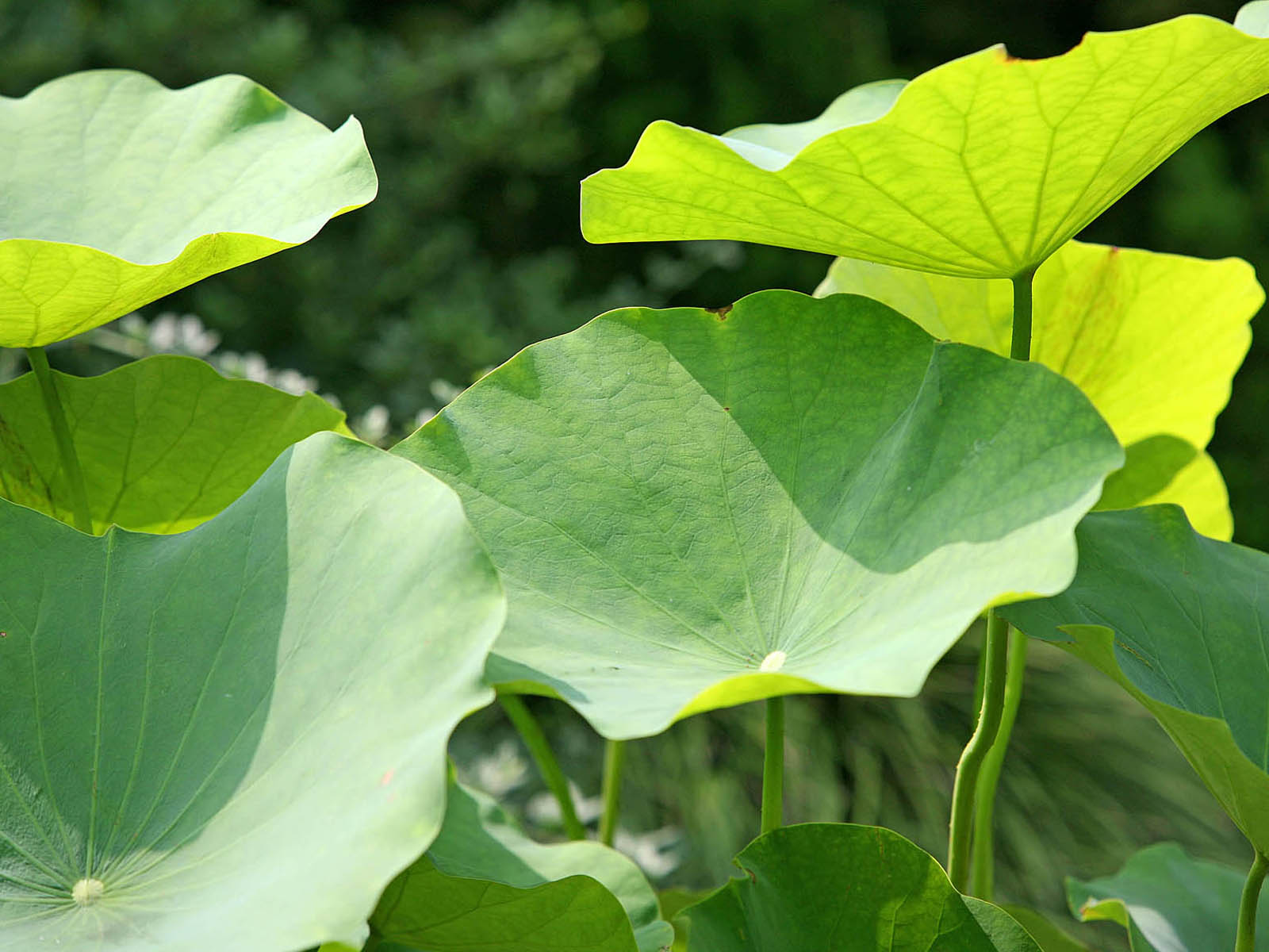 壁纸,高清,宽屏,西湖荷花,花卉,大自然