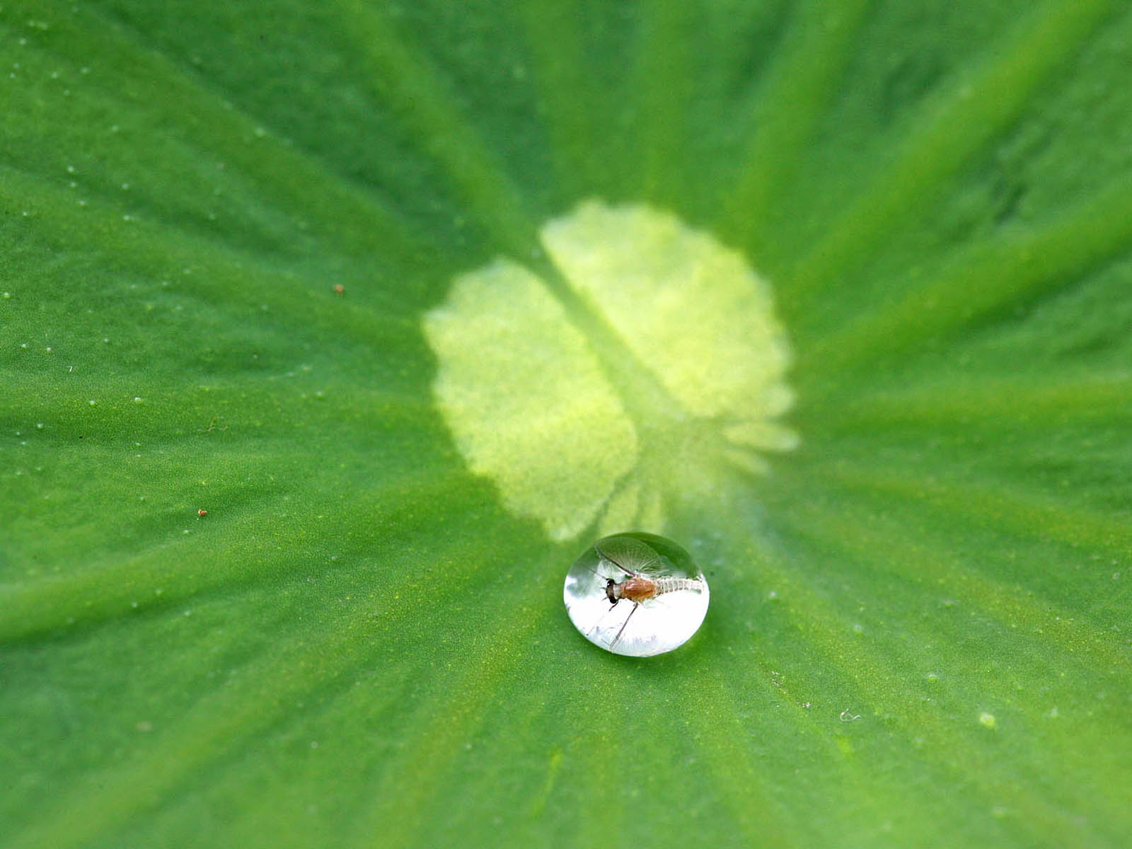 壁纸,高清,宽屏,西湖荷花,花卉,大自然