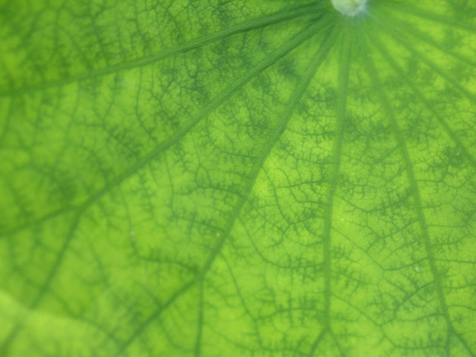 壁纸,高清,宽屏,西湖荷花,花卉,大自然