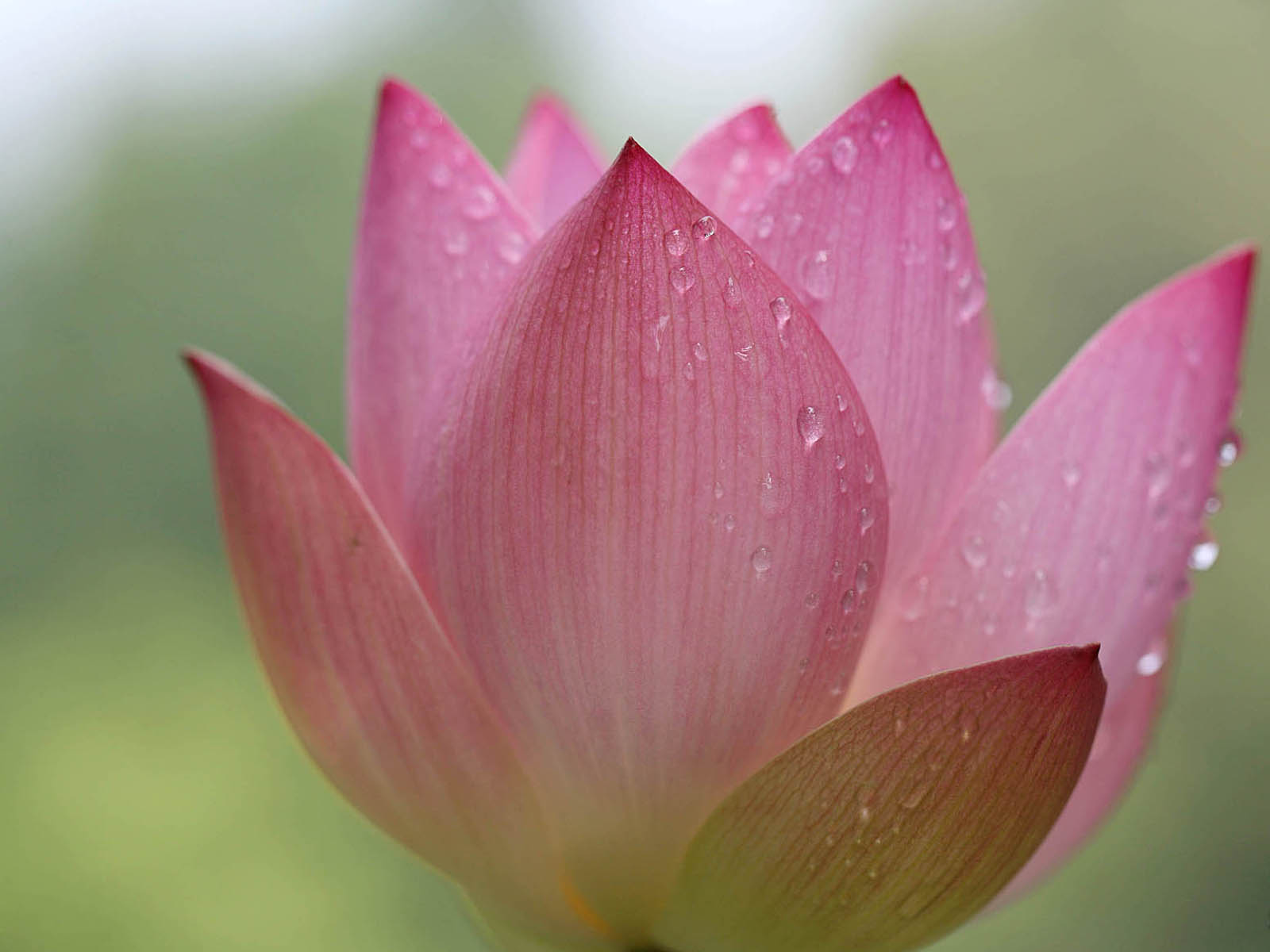 壁纸,高清,宽屏,西湖荷花,花卉,大自然