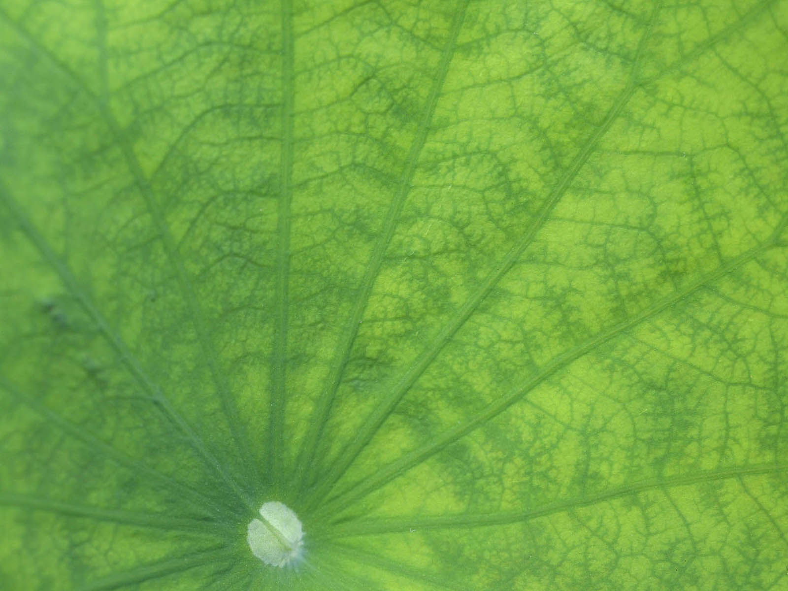 壁纸,高清,宽屏,西湖荷花,花卉,大自然