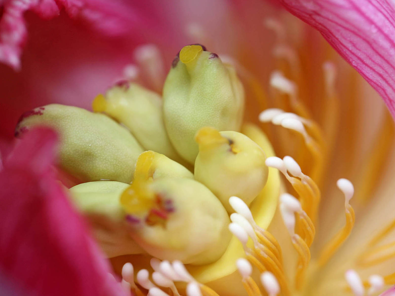 壁纸,高清,宽屏,西湖荷花,花卉,大自然