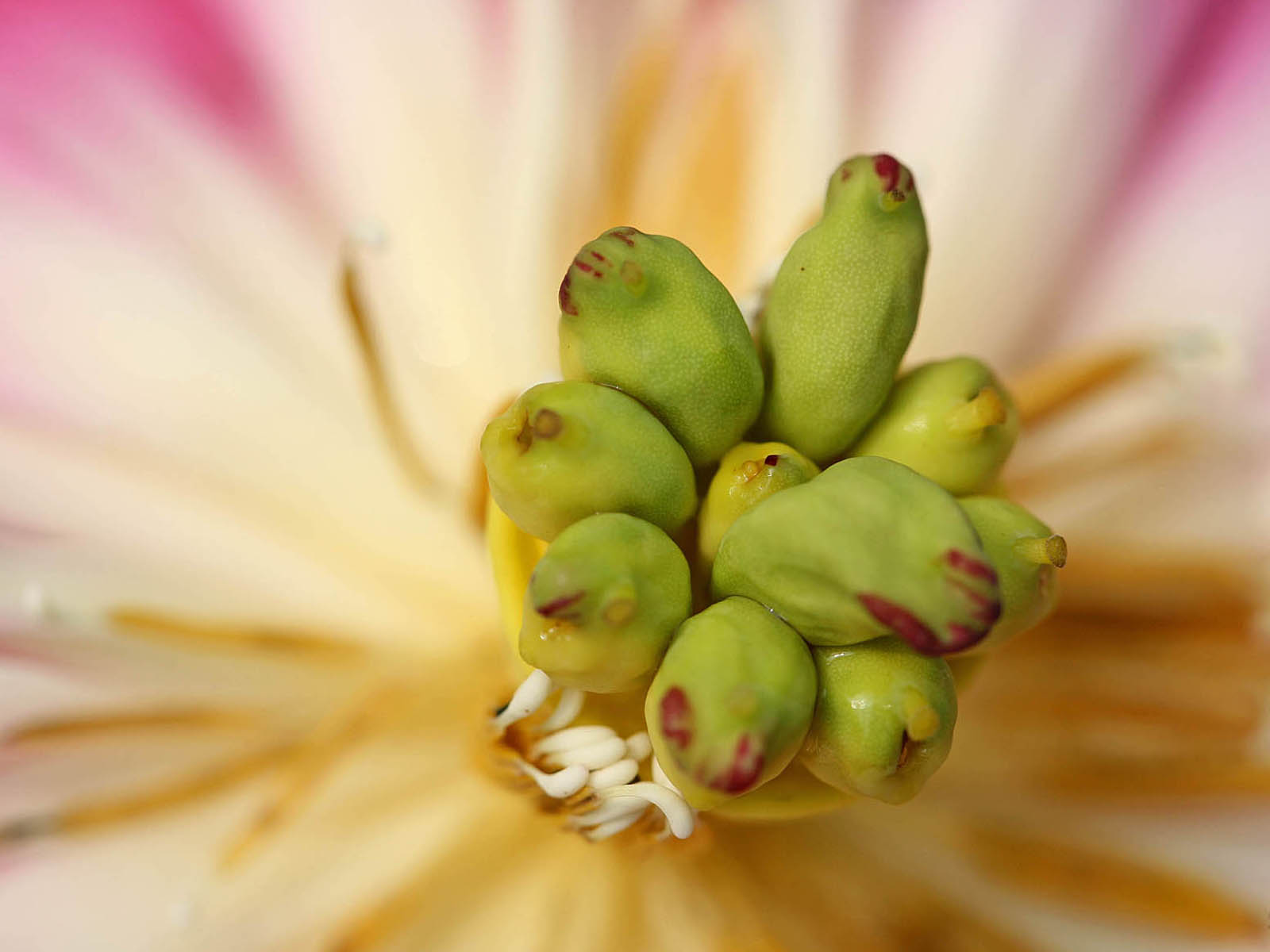 壁纸,高清,宽屏,西湖荷花,花卉,大自然