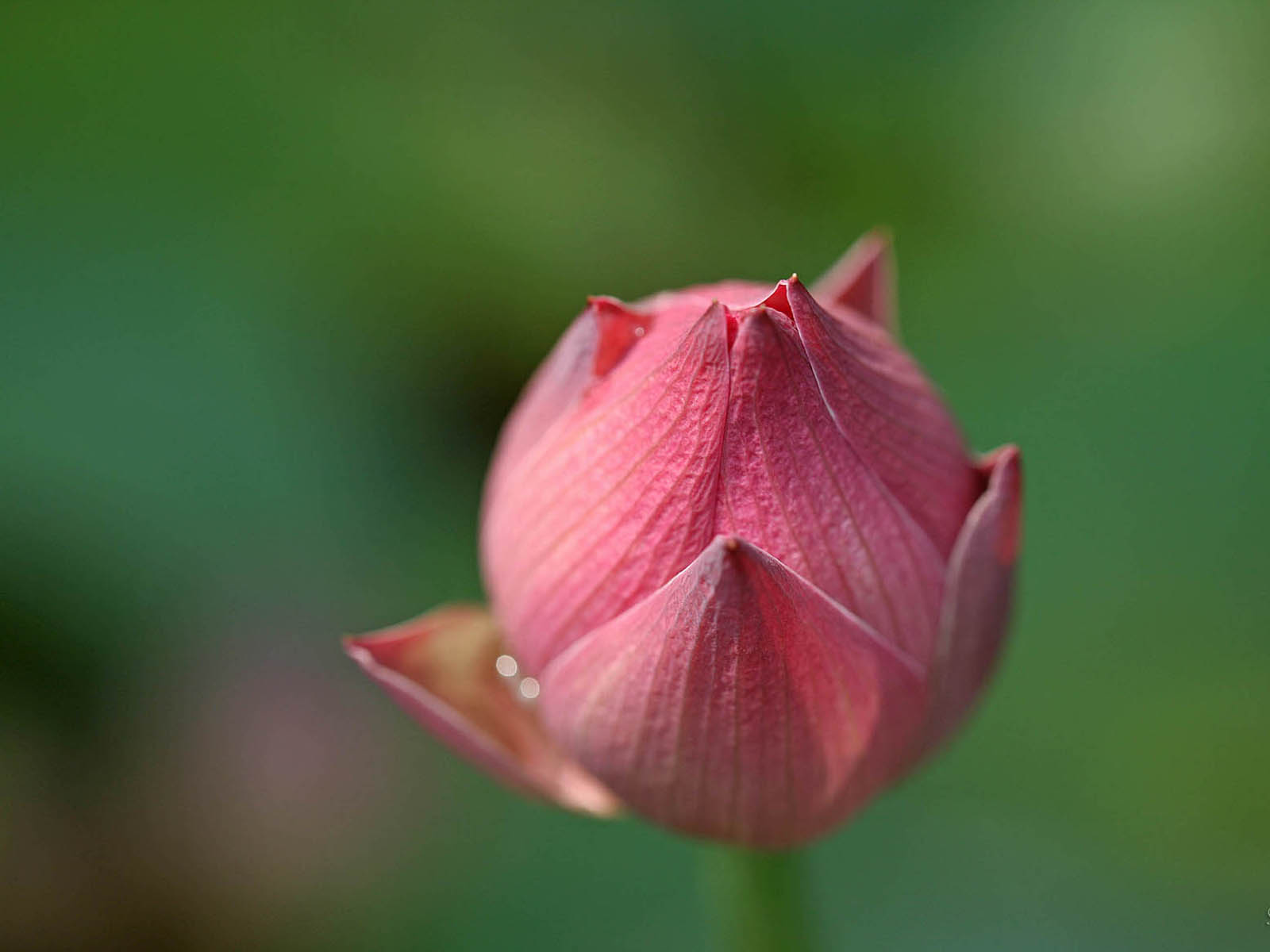 壁纸,高清,宽屏,西湖荷花,花卉,大自然