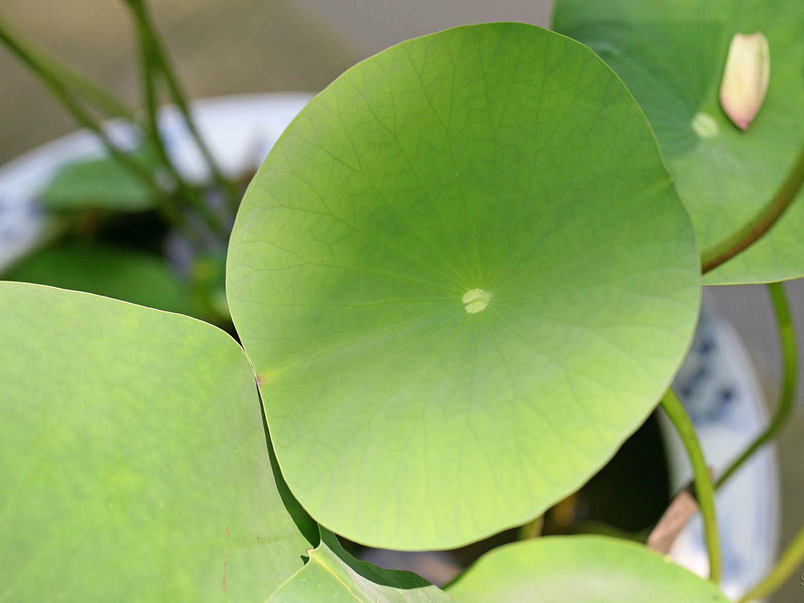 壁纸,高清,宽屏,西湖荷花,花卉,大自然