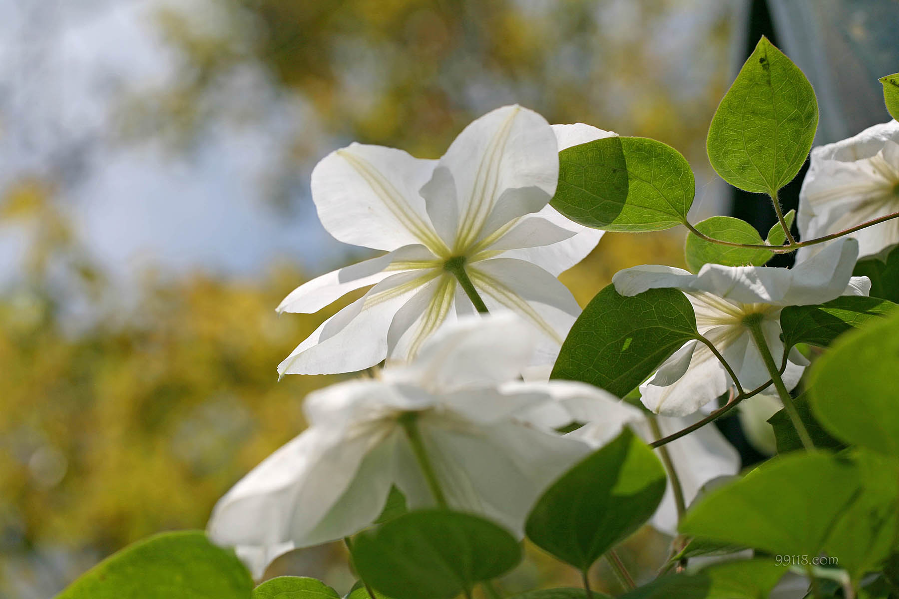 壁纸,高清,宽屏,铁线莲,花卉