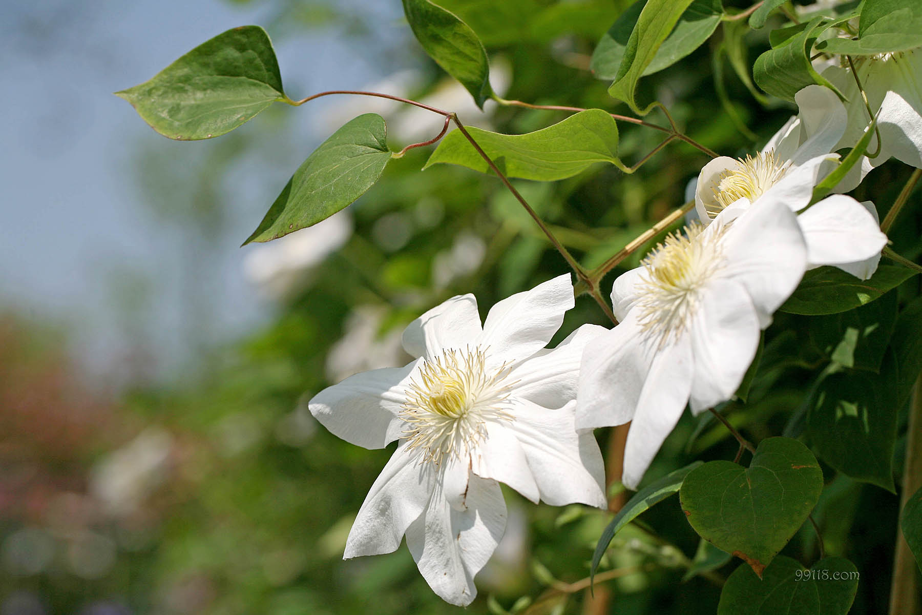 壁纸,高清,宽屏,铁线莲,花卉