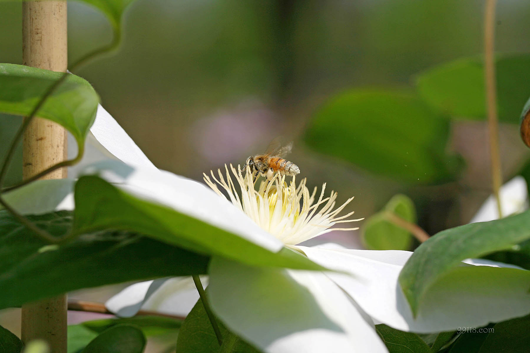 壁纸,高清,宽屏,铁线莲,花卉