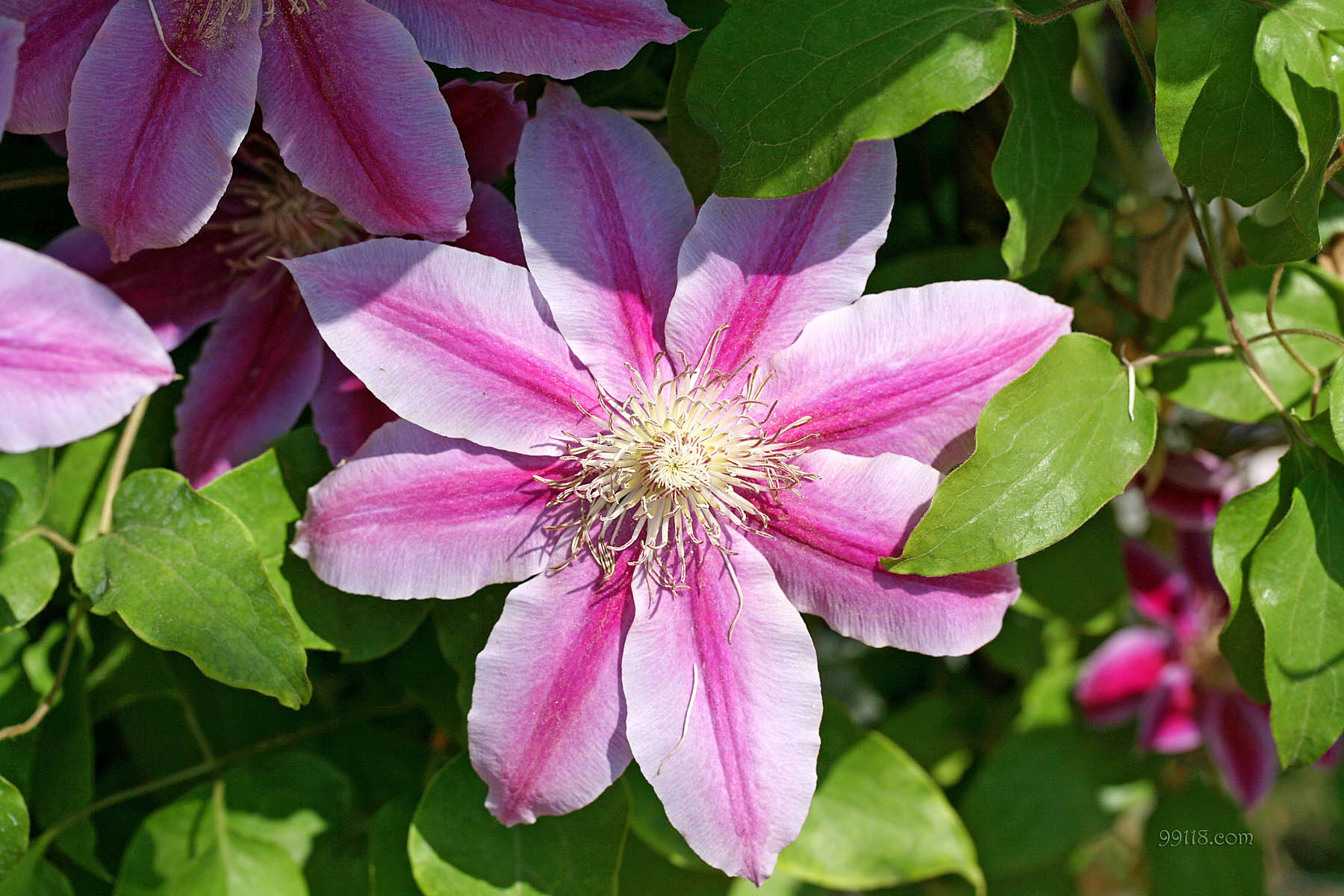 壁纸,高清,宽屏,铁线莲,花卉