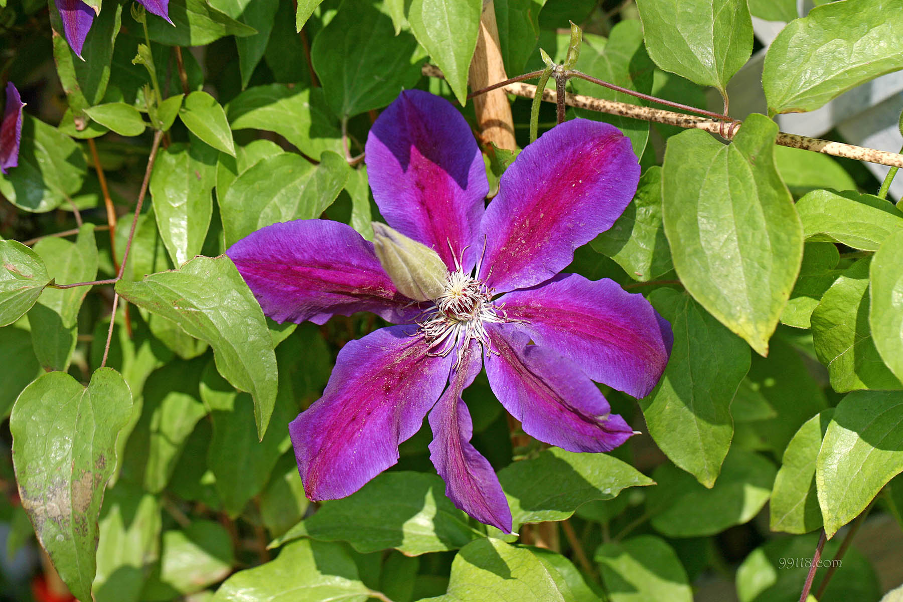 壁纸,高清,宽屏,铁线莲,花卉