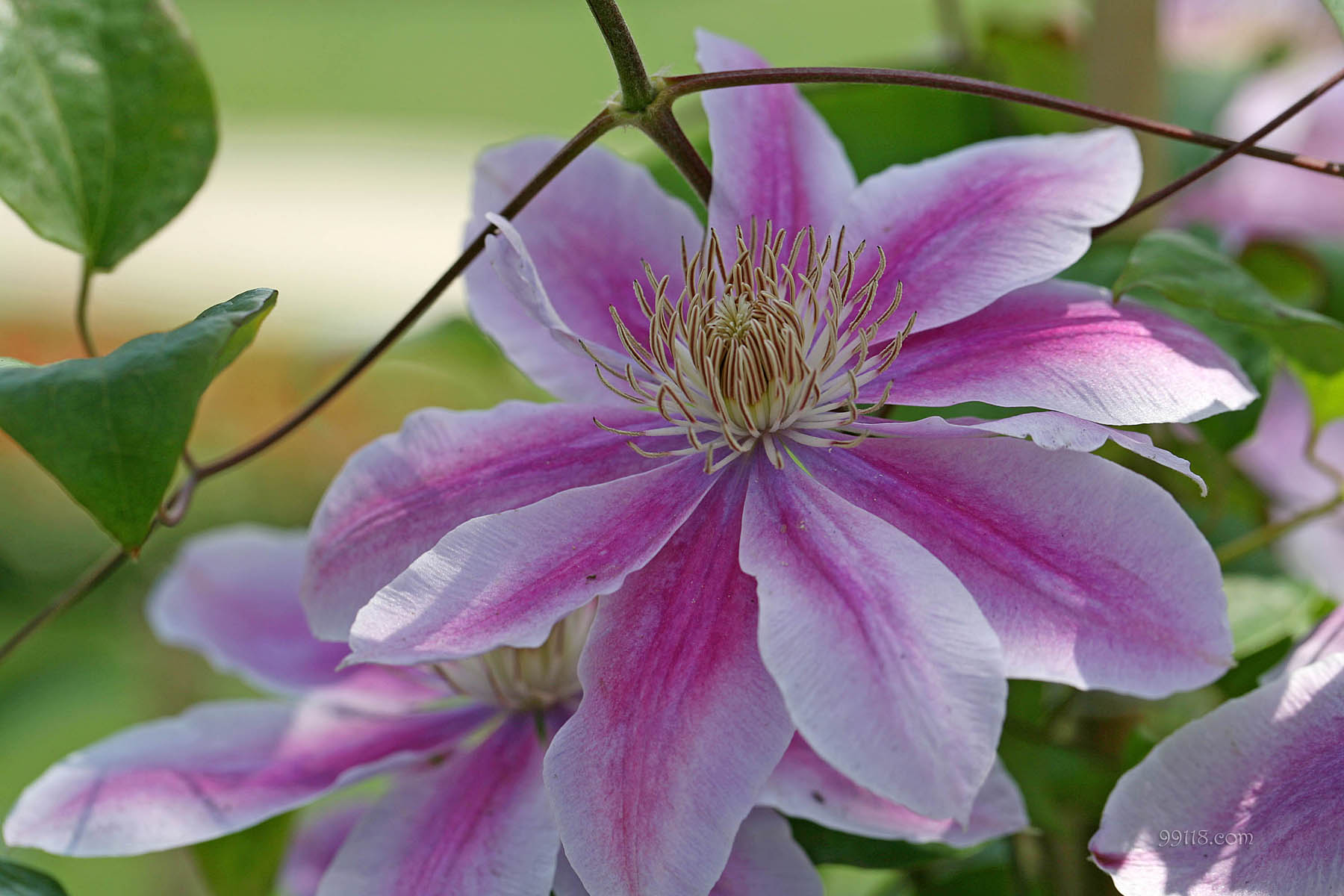 壁纸,高清,宽屏,铁线莲,花卉