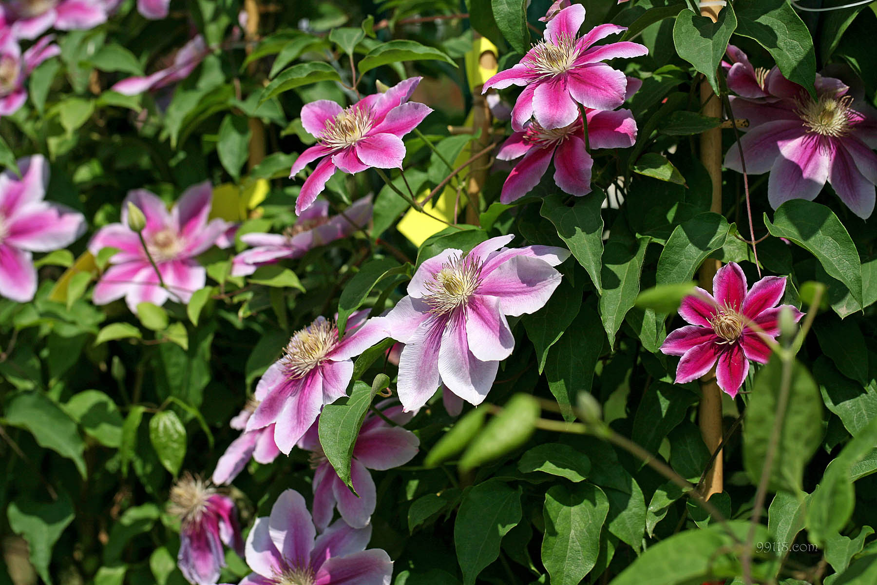 壁纸,高清,宽屏,铁线莲,花卉