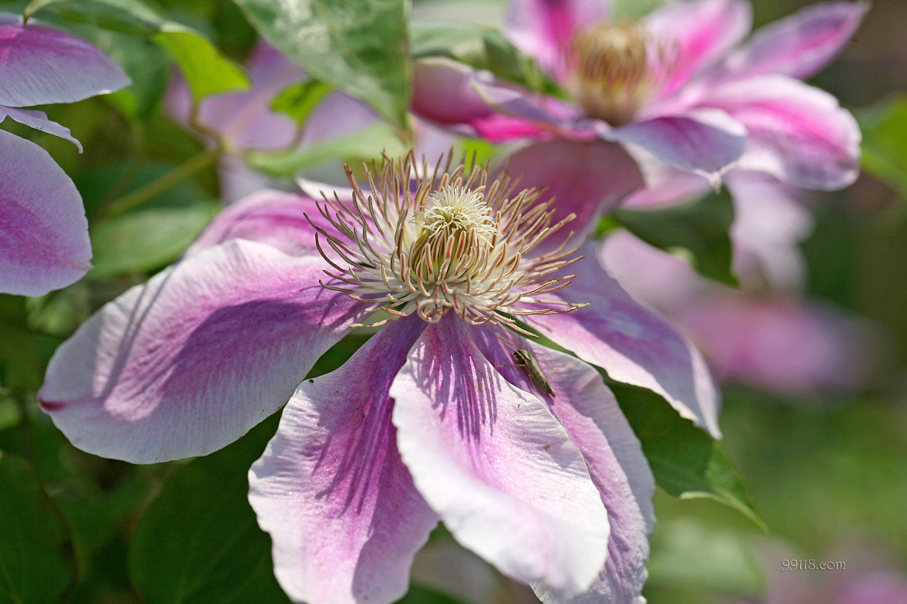 壁纸,高清,宽屏,铁线莲,花卉