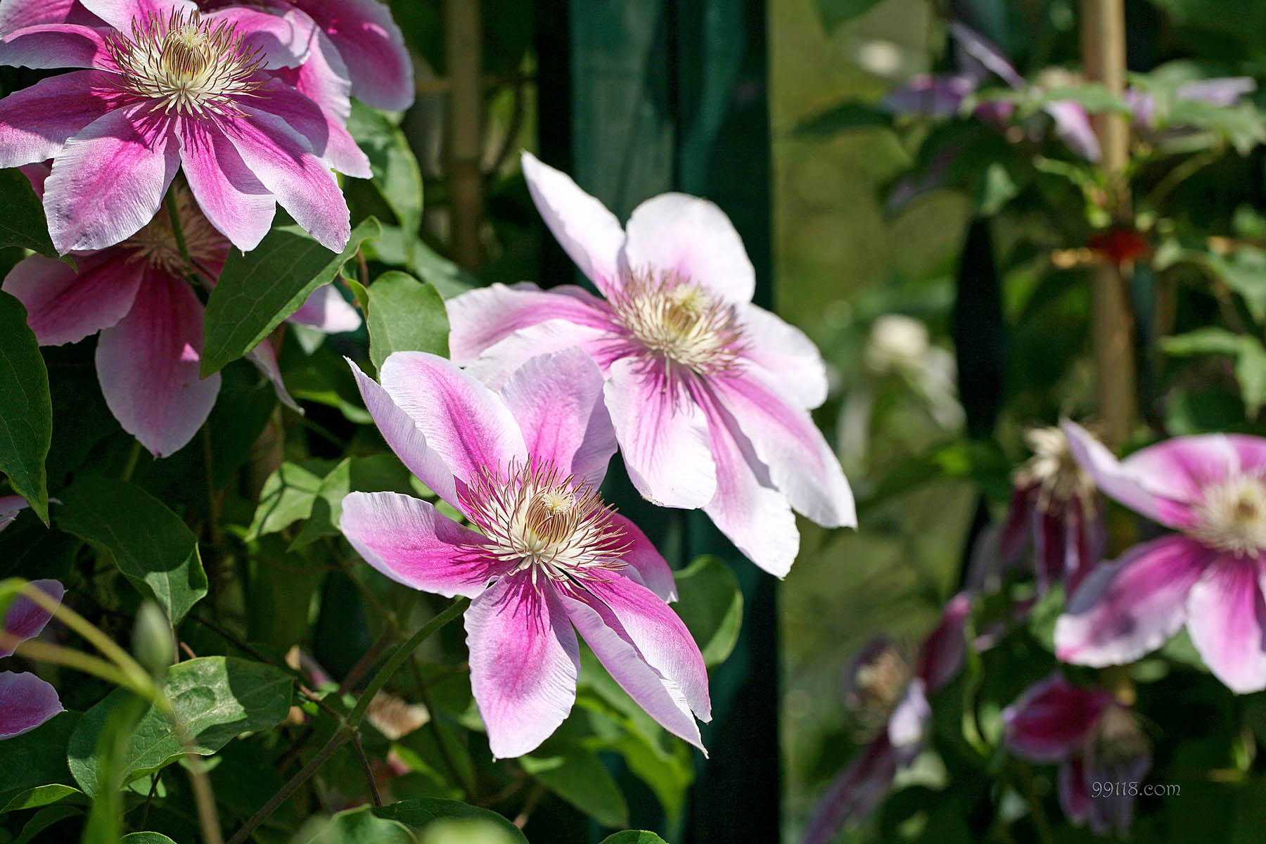 壁纸,高清,宽屏,铁线莲,花卉