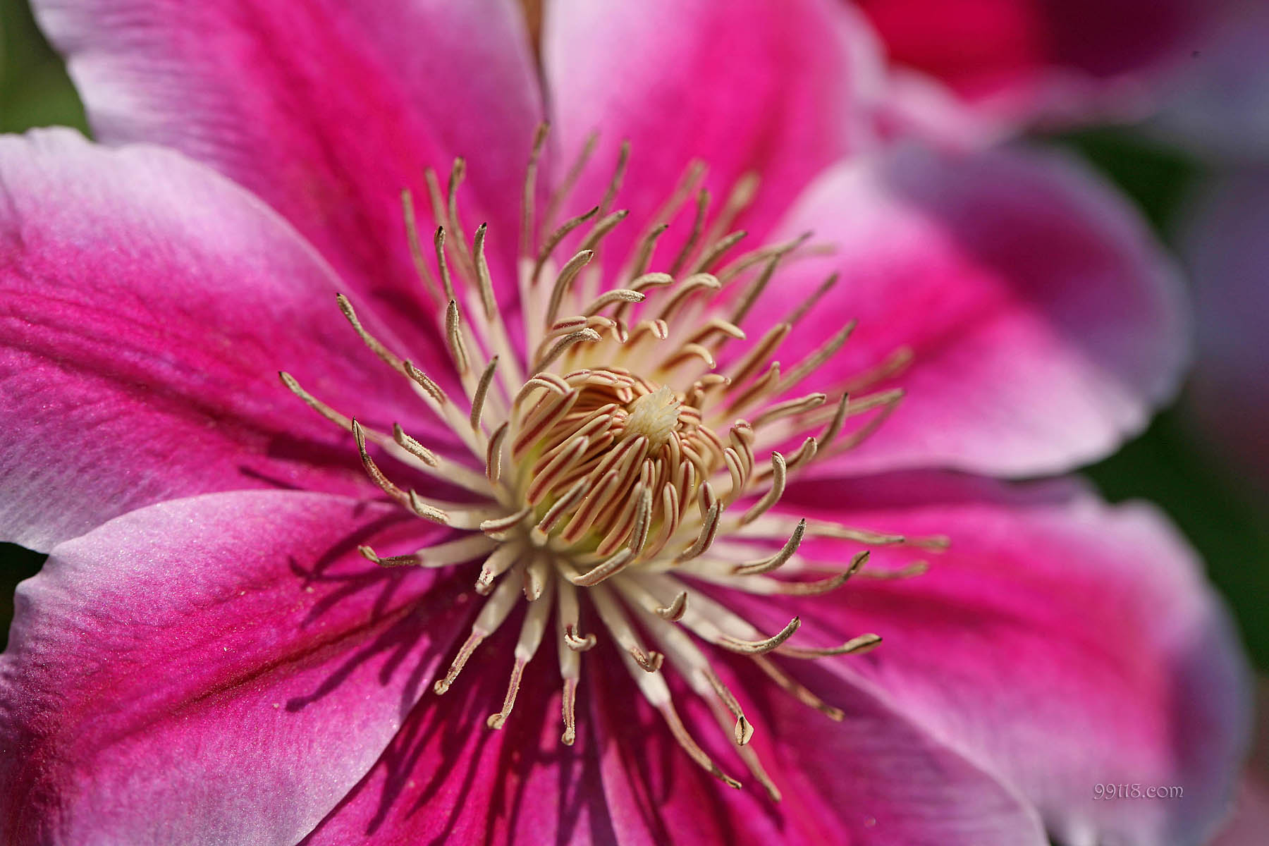 壁纸,高清,宽屏,铁线莲,花卉