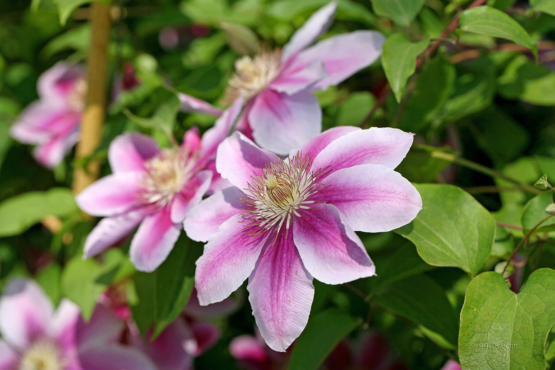 壁纸,高清,宽屏,铁线莲,花卉