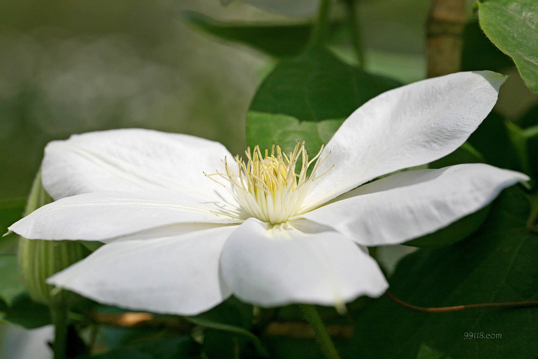 壁纸,高清,宽屏,铁线莲,花卉