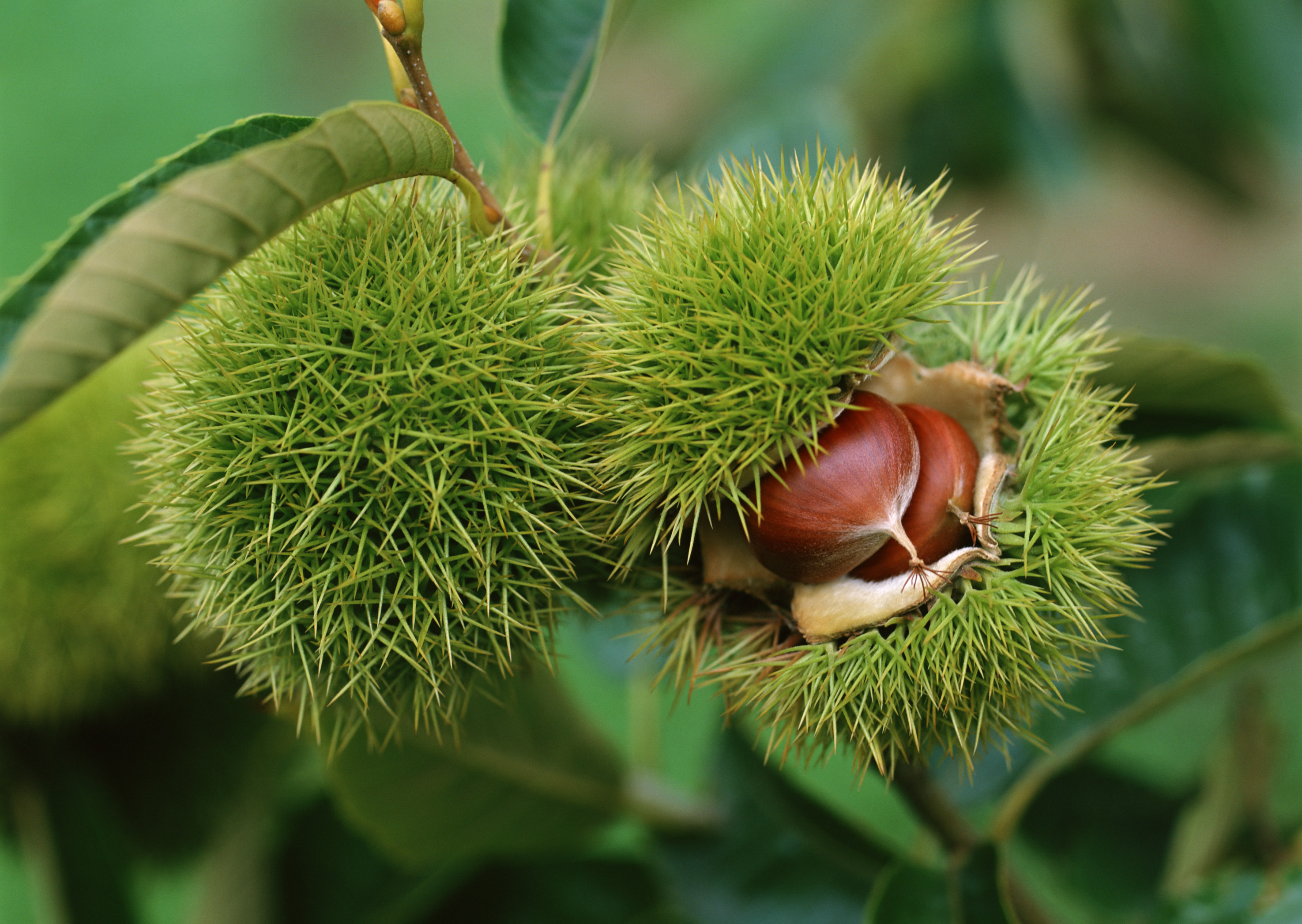 壁纸,高清,宽屏,盛夏的果实,板栗