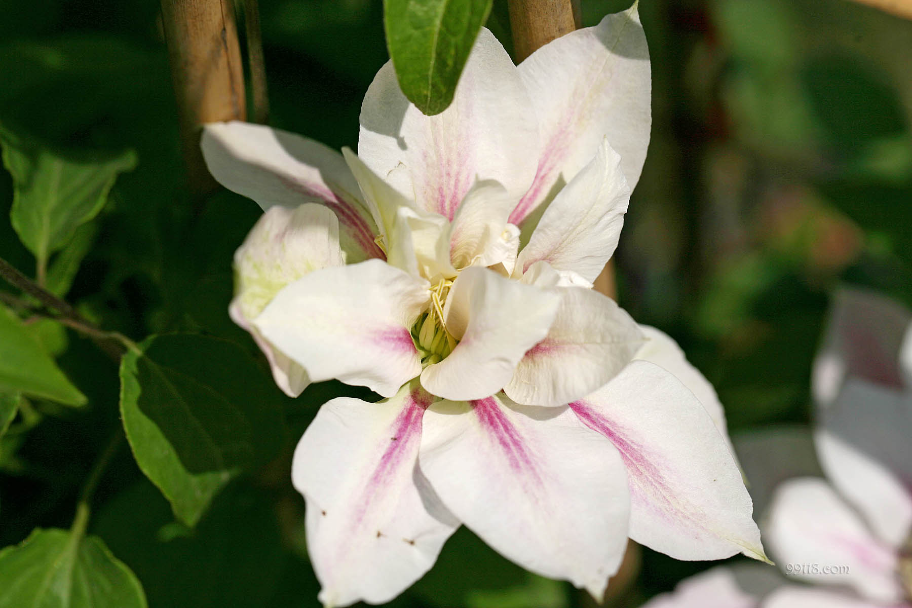 壁纸,高清,宽屏,铁线莲,花卉