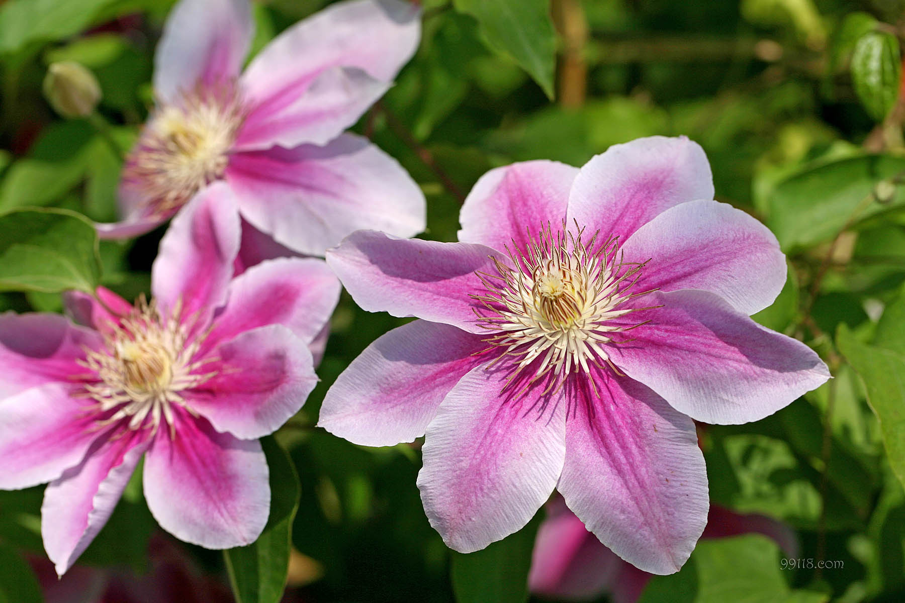 壁纸,高清,宽屏,铁线莲,花卉